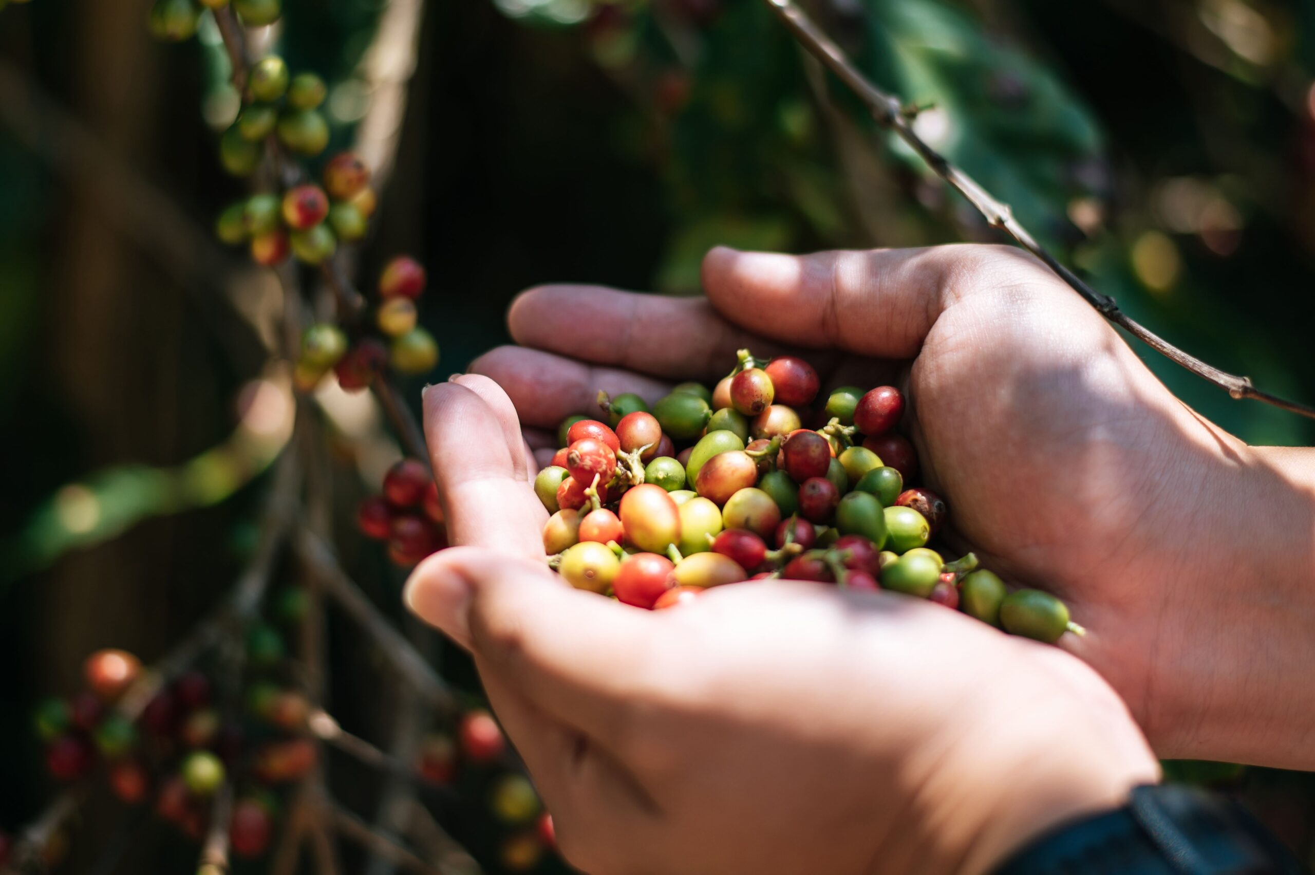 A kávé ára is földbe állhat a kakaó után?