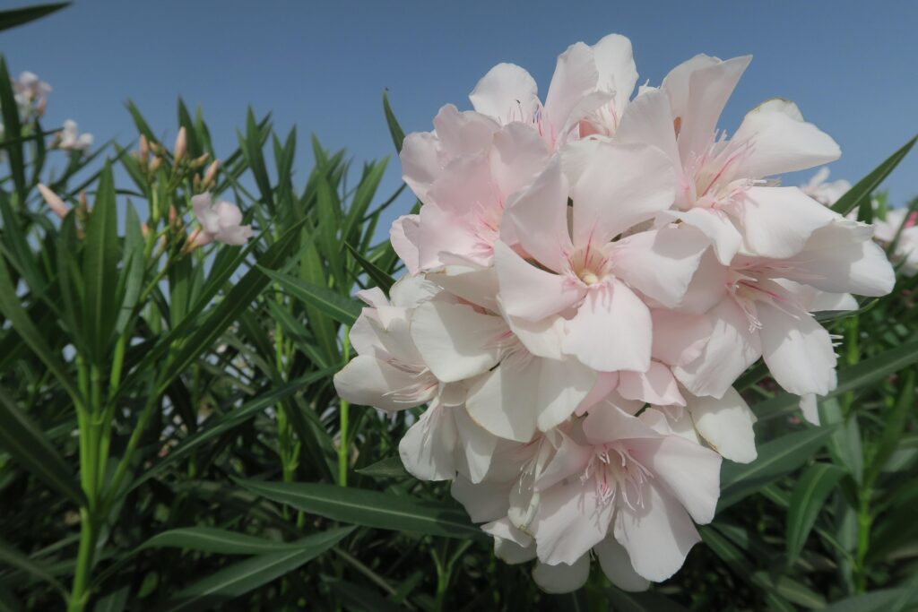 Örök téma: leandermetszés