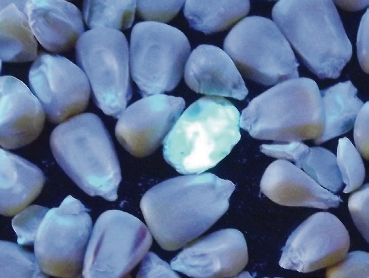 2. ábra: UV-fényben fluoreszkáló tört szem keresztmetszetben. A maghéj felől az ép résznem mutatott tünetet 