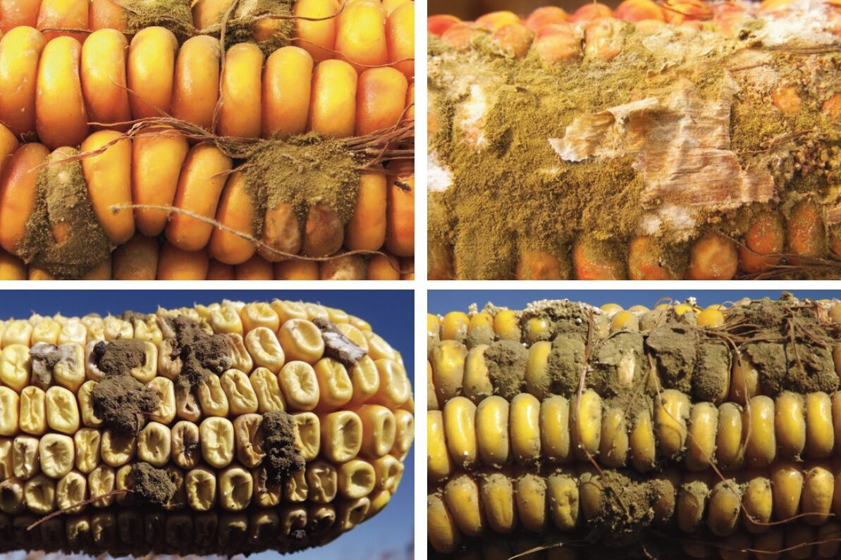 A kukorica aflatoxin-járványainak okai és csökkentésük lehetőségei