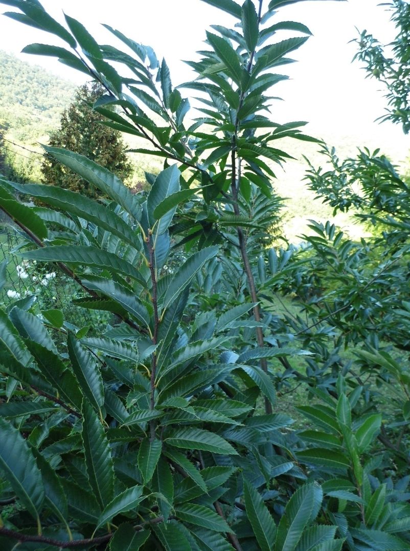 Szelídgesztenyések Nagymaroson