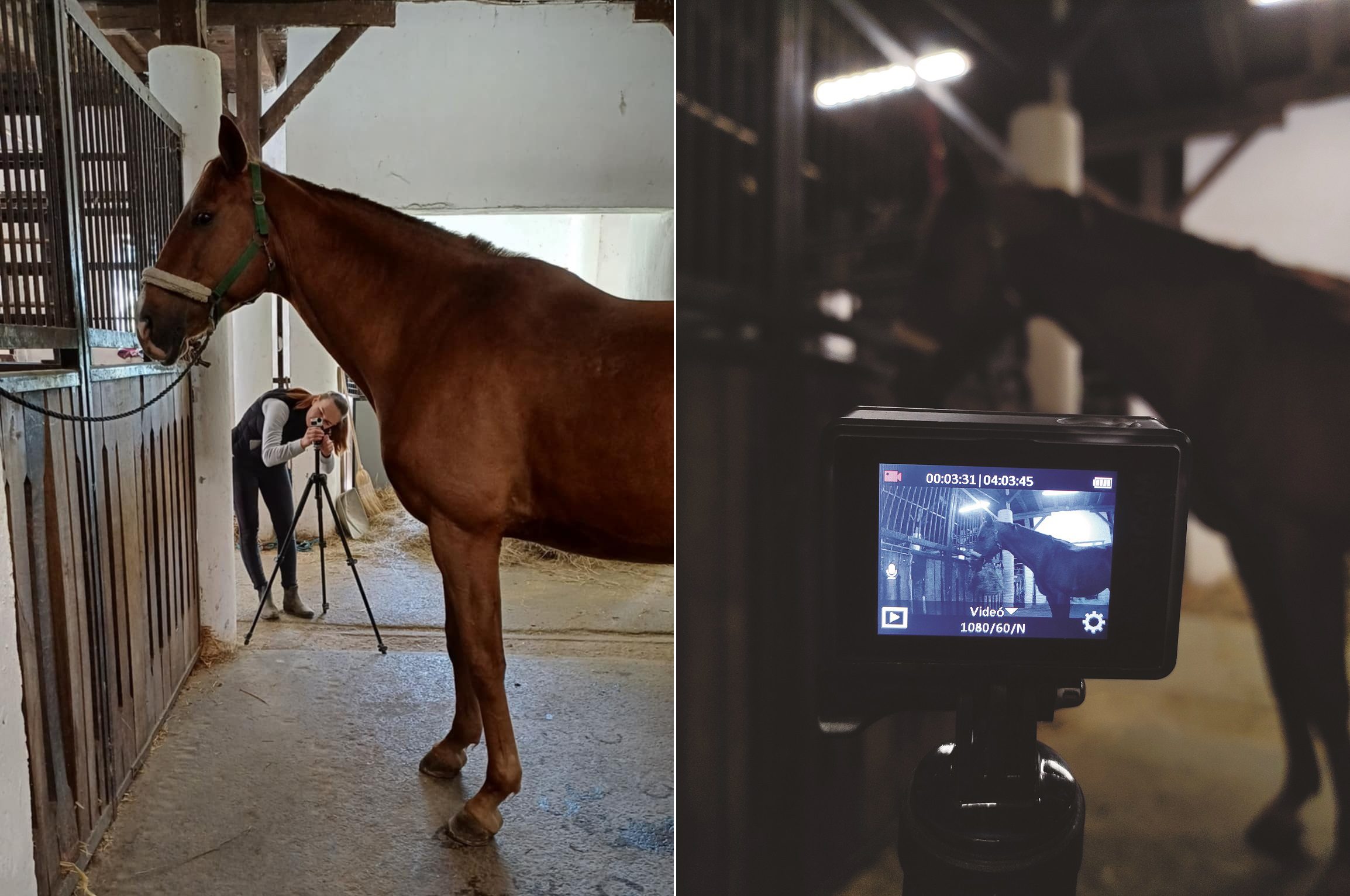 A lovak rágómozdulatainak megfigyelésére saját kamerás módszert dolgoztam ki