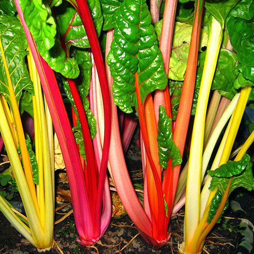 A mángold is édesebb lesz a hidegben