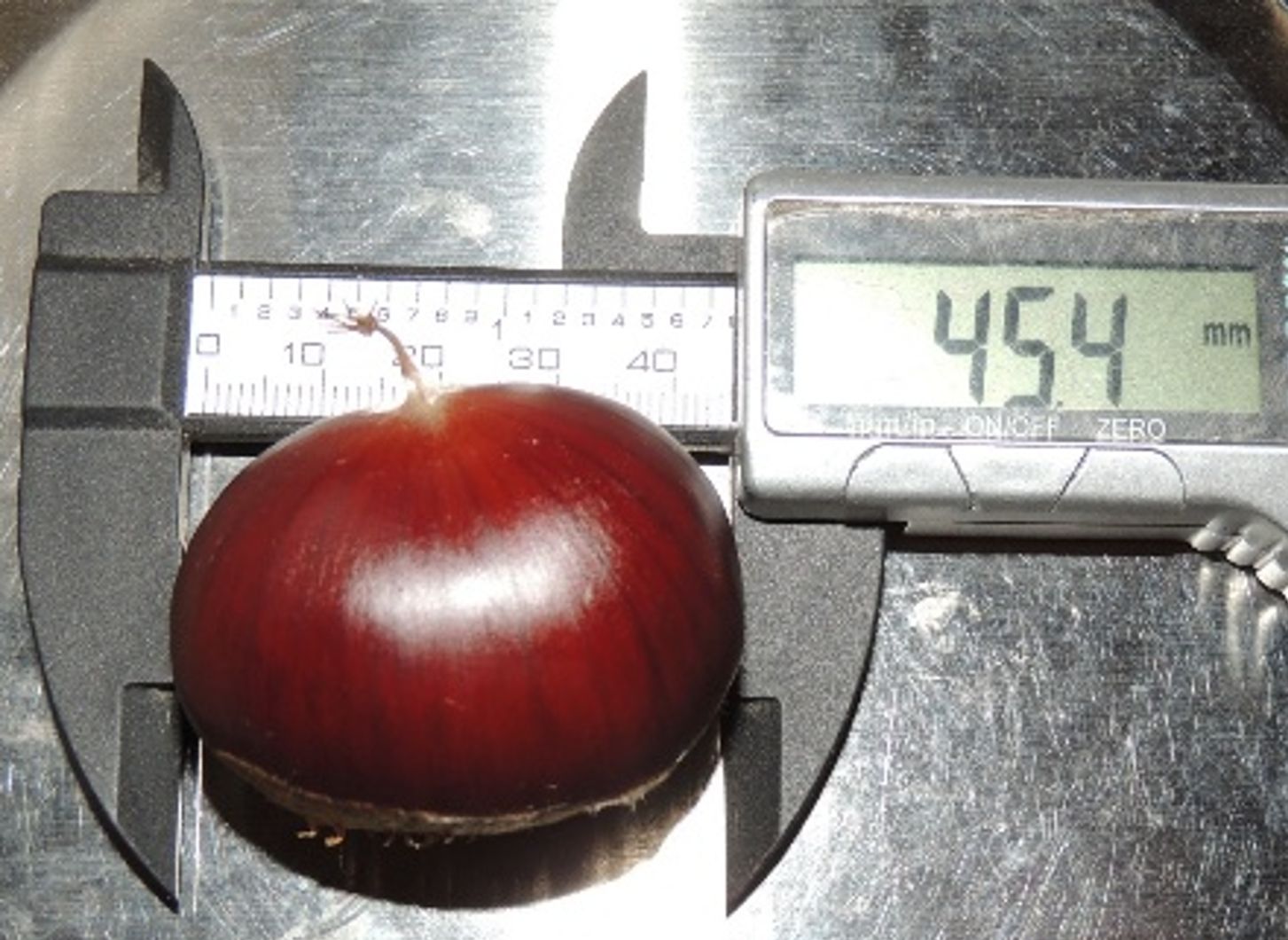 Igen nagy, széles, lapított a termése