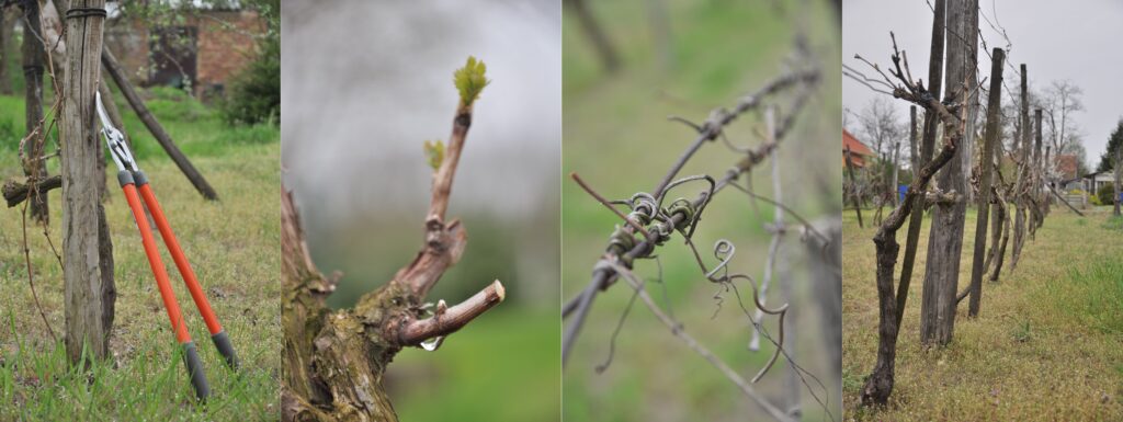 Szőlő metszés: így kell kezelni a keletkező nyesedéket