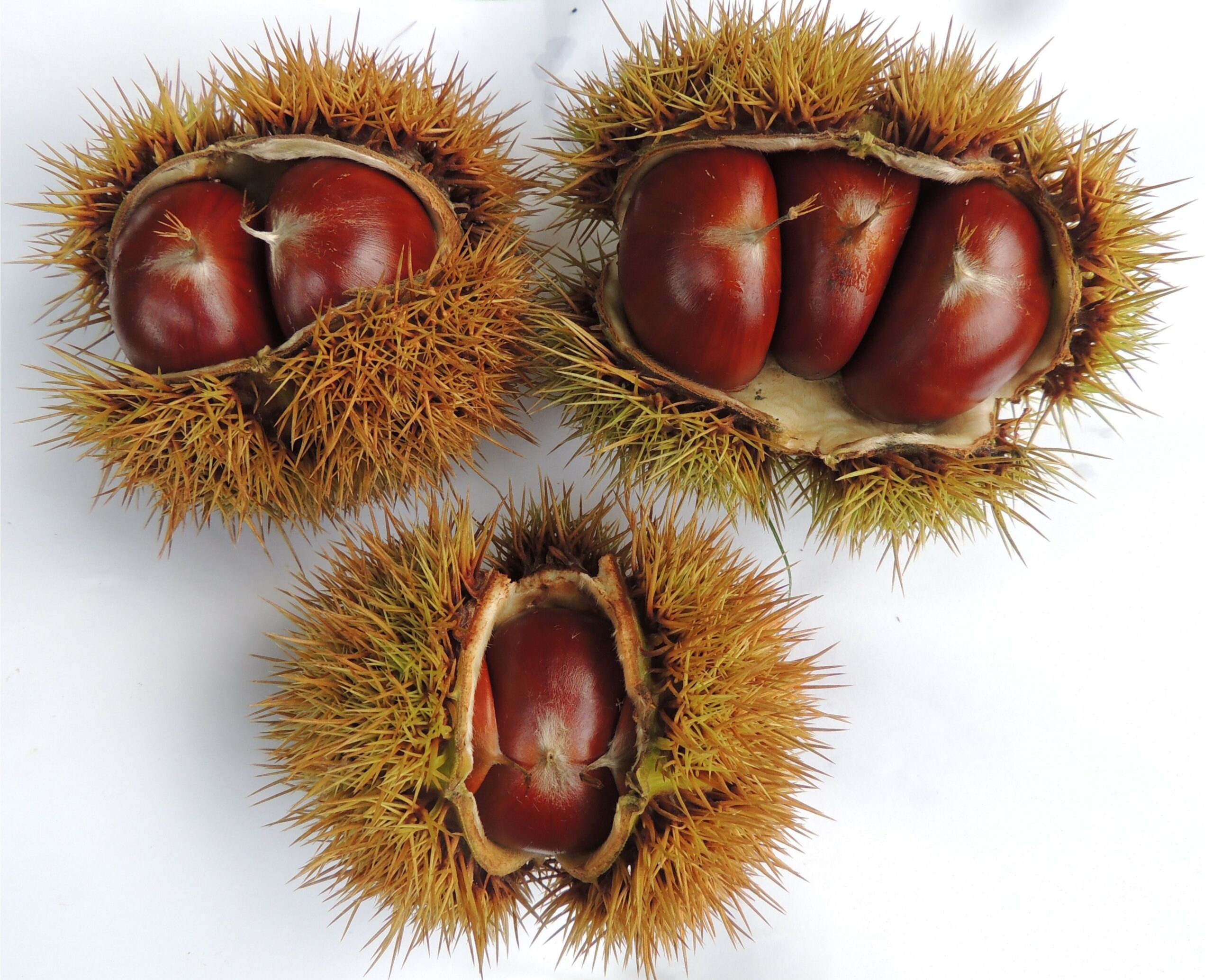 Az erősen tüskés kupacsbanlegföljebb három makk fejlődik Forrás: Kertészet és Szőlészet