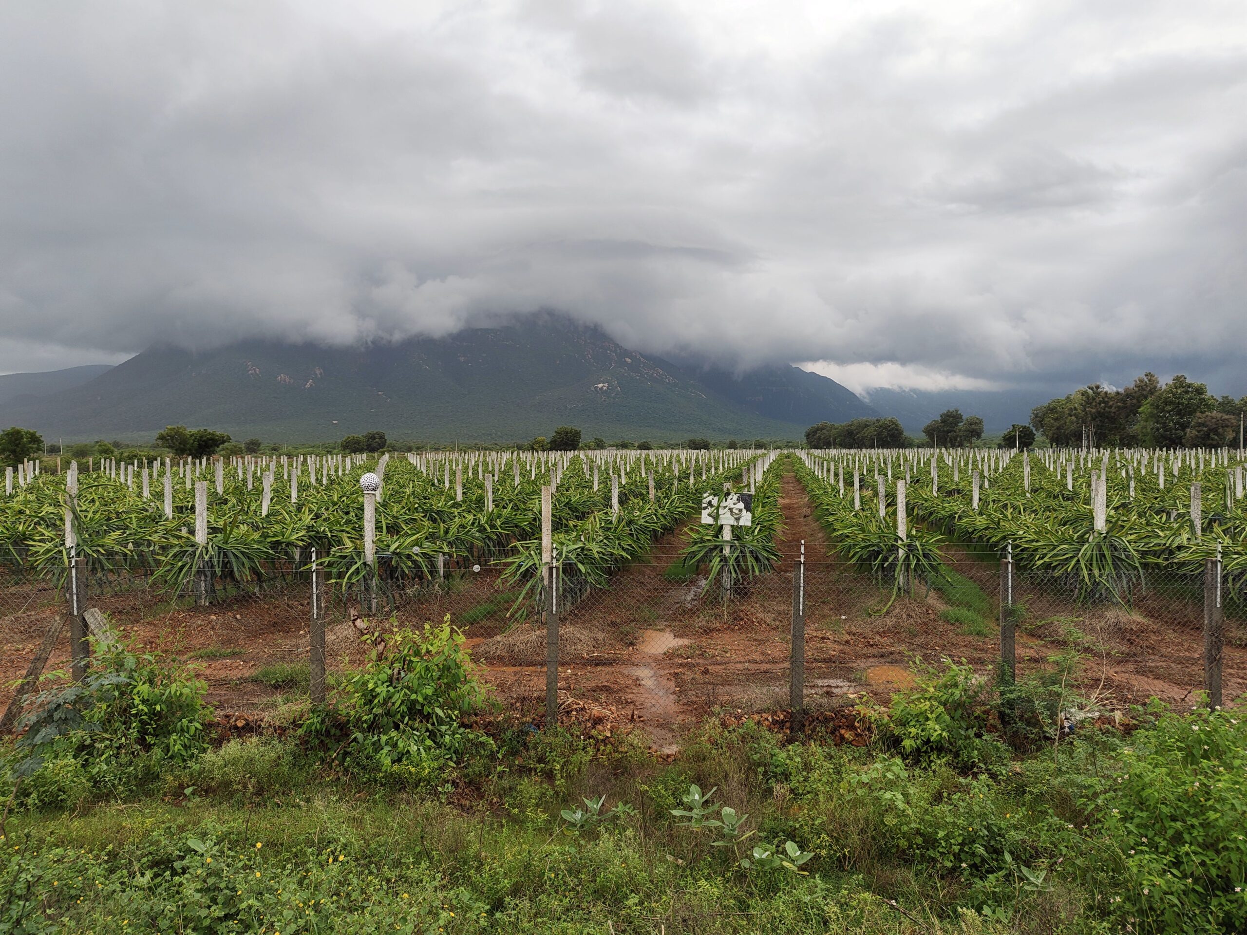 sárkánygyümölcs ültetvény kaktusz India