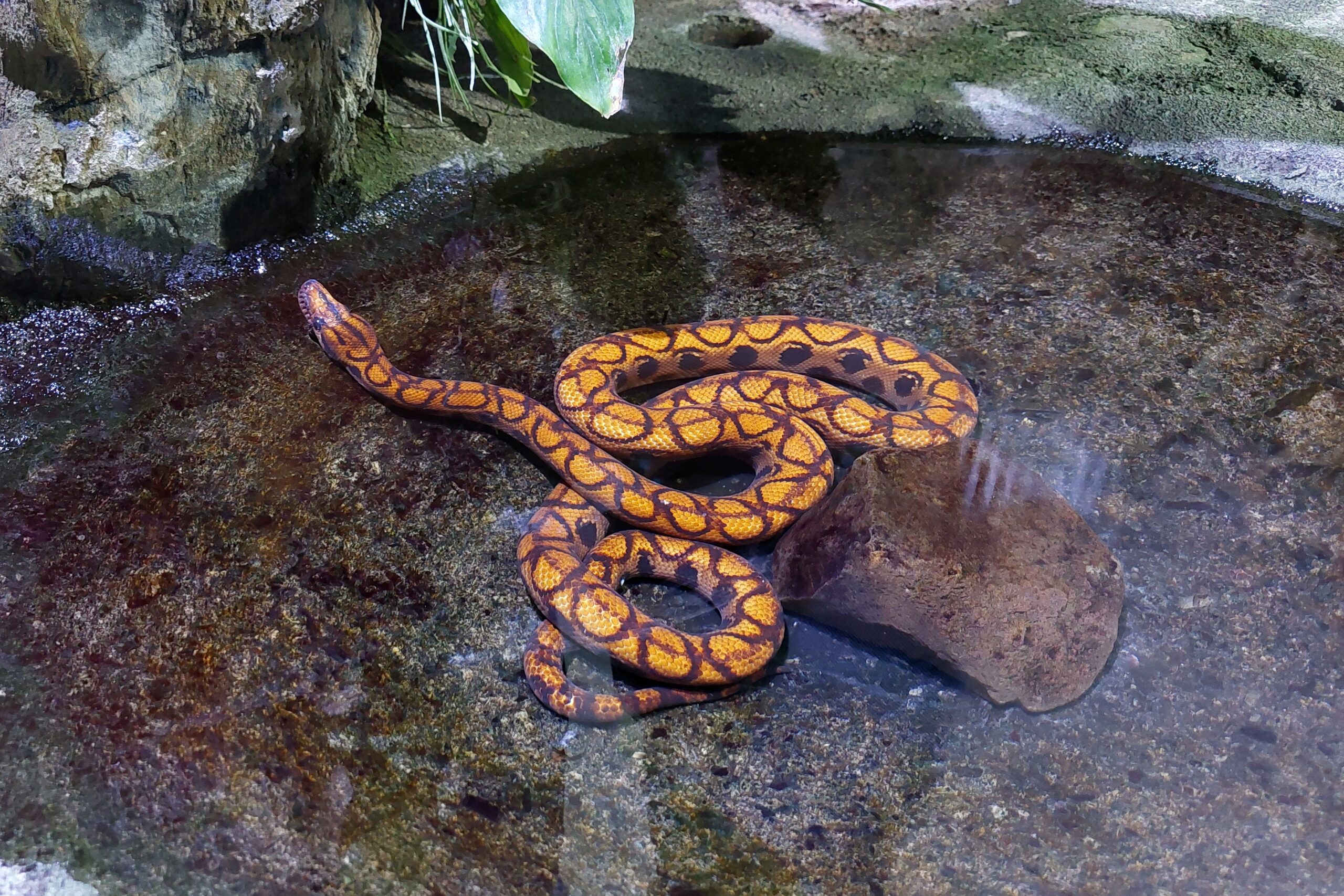 Hímnek gondolták, de kétszer szült – ráadásul párzás nélkül