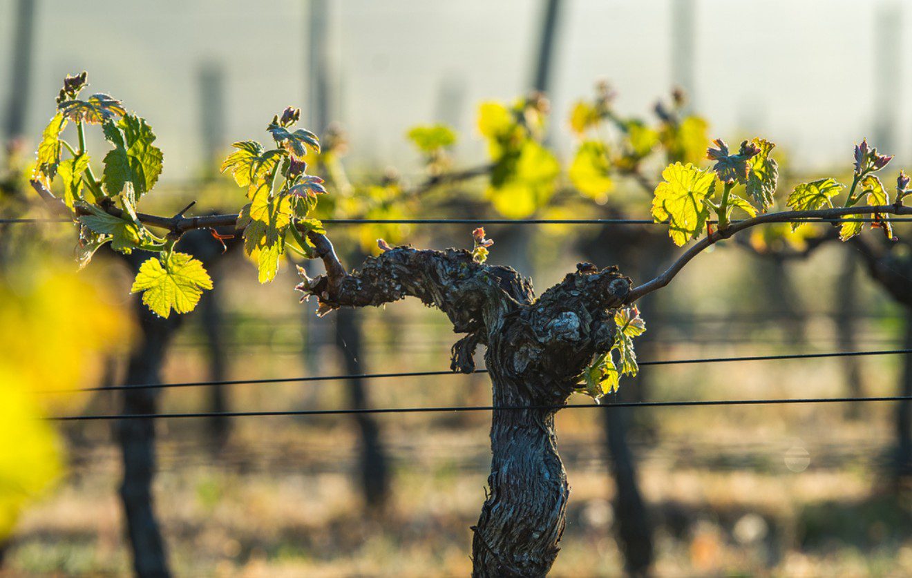 Ha szőlő van a kertjében, erről tudnia kell