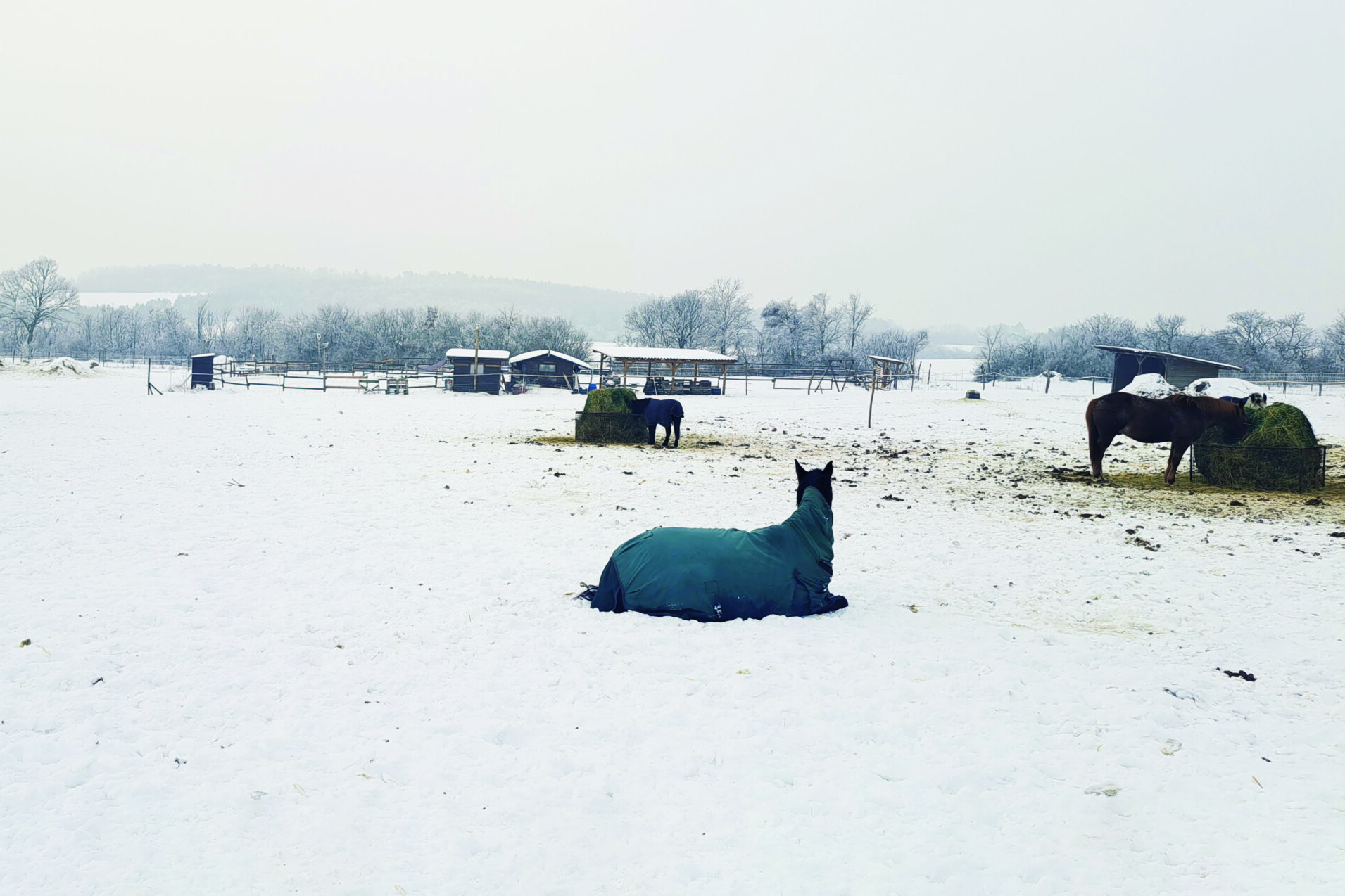 A ridegtartás előnyei és hátrányai