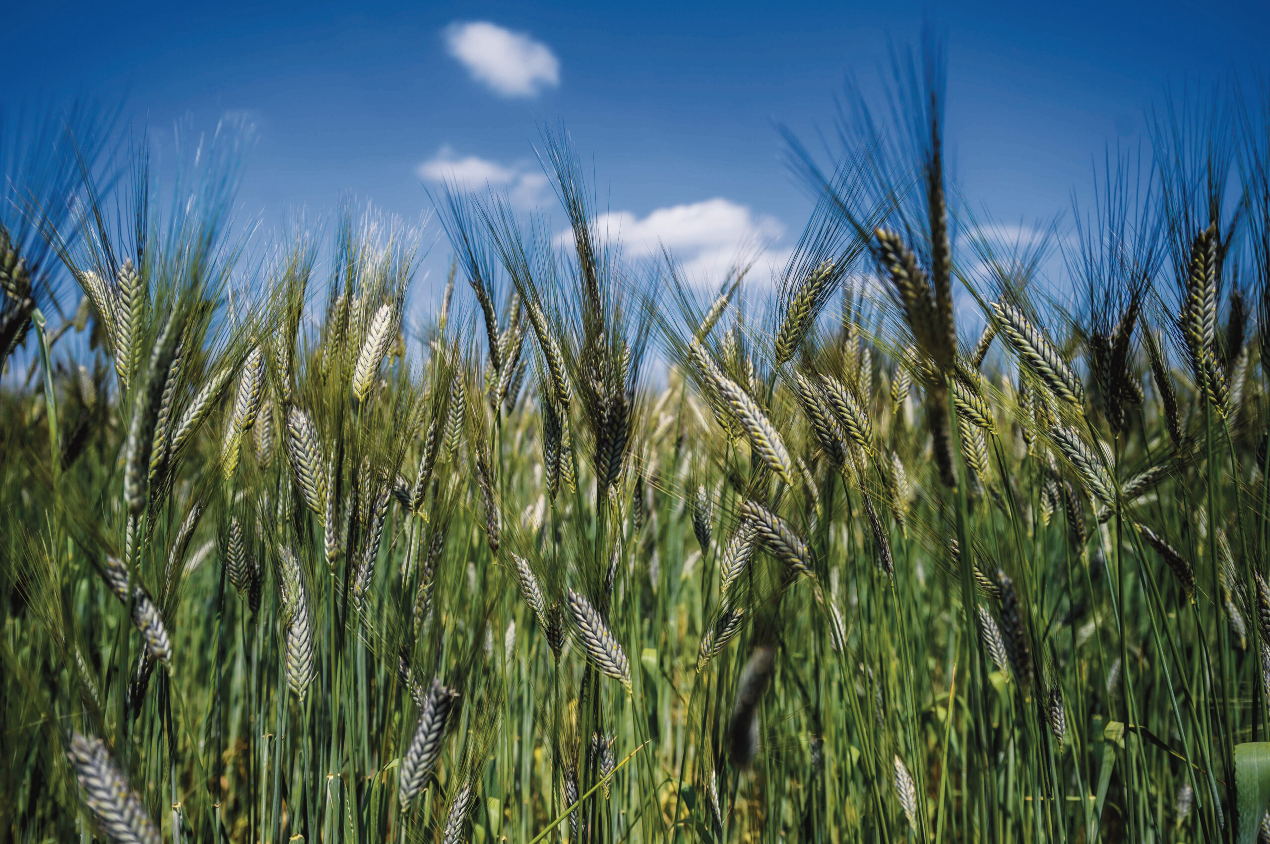Az ősgabonák, mint a tönke vagy a tönkölybúza, részben már visszakerültek a köztudatba
