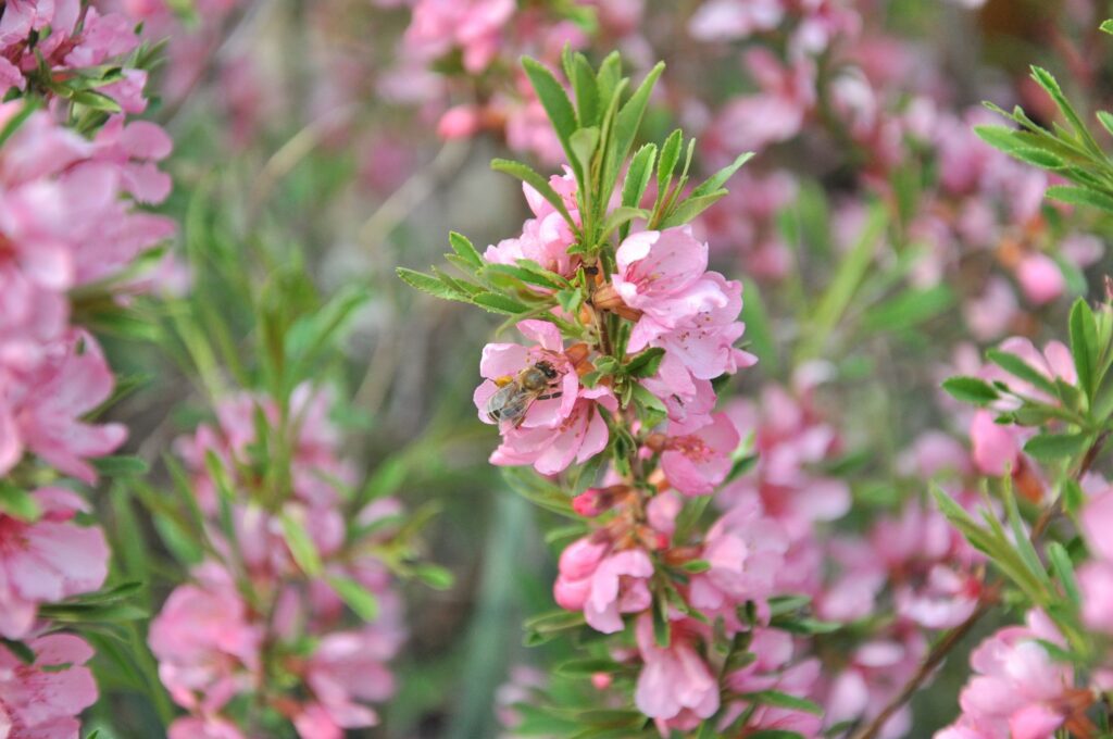 Klímatűrő díszcserjénk a törpe mandula