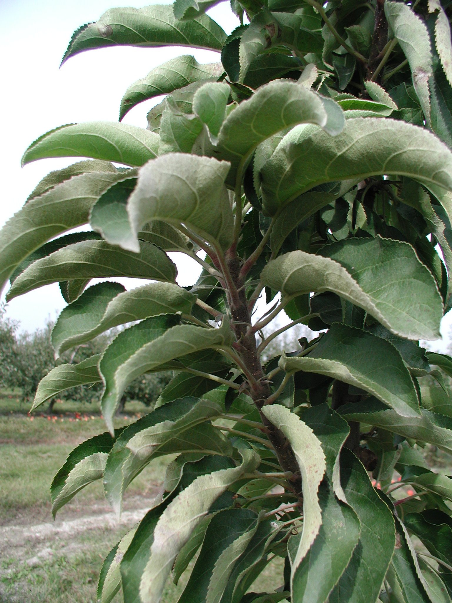 Oszlopos almafajták ismét előtérben