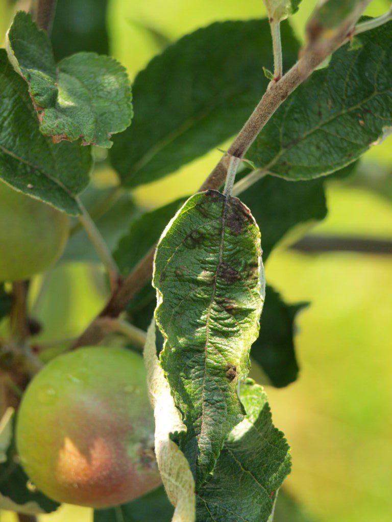 Almafa-varasodás tünete levélen