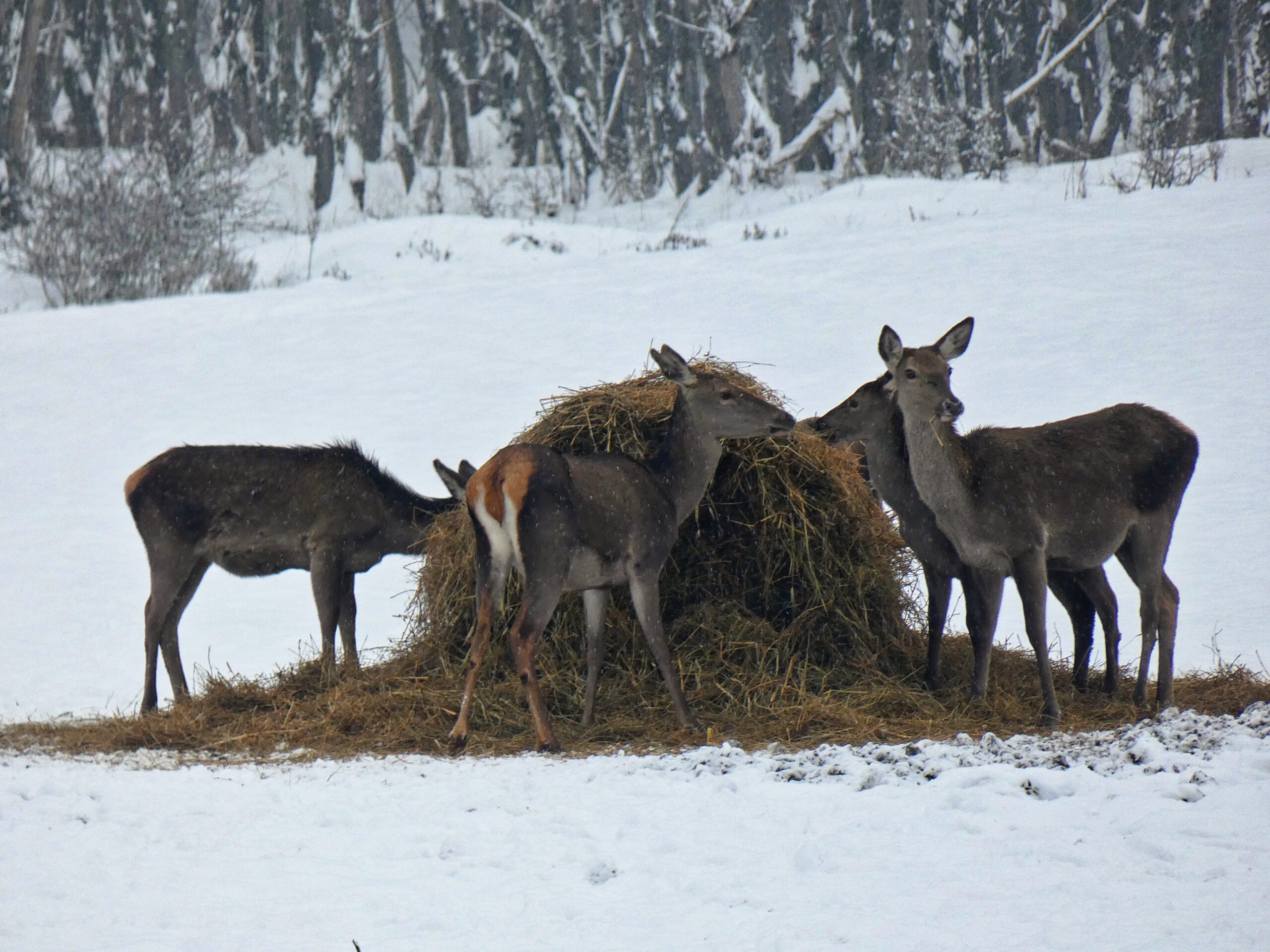 A szálas- és a szemestakarmányegyaránt elengedhetetlen a téli vadtakarmányozás során