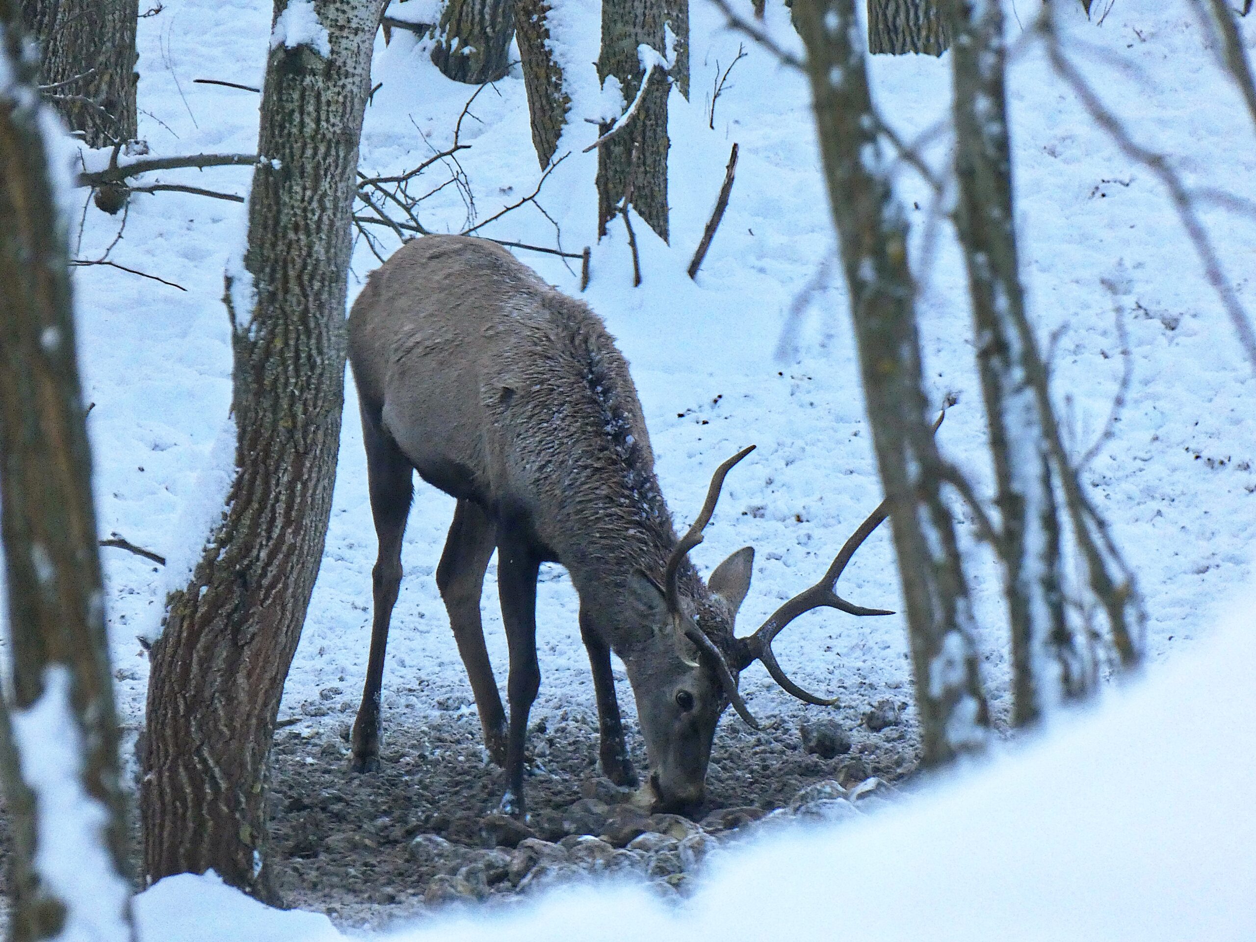 Hidegben a jó kondíció megtartásáhozmég fontosabb, hogy jó minőségű táplálékhoz jusson a vad
