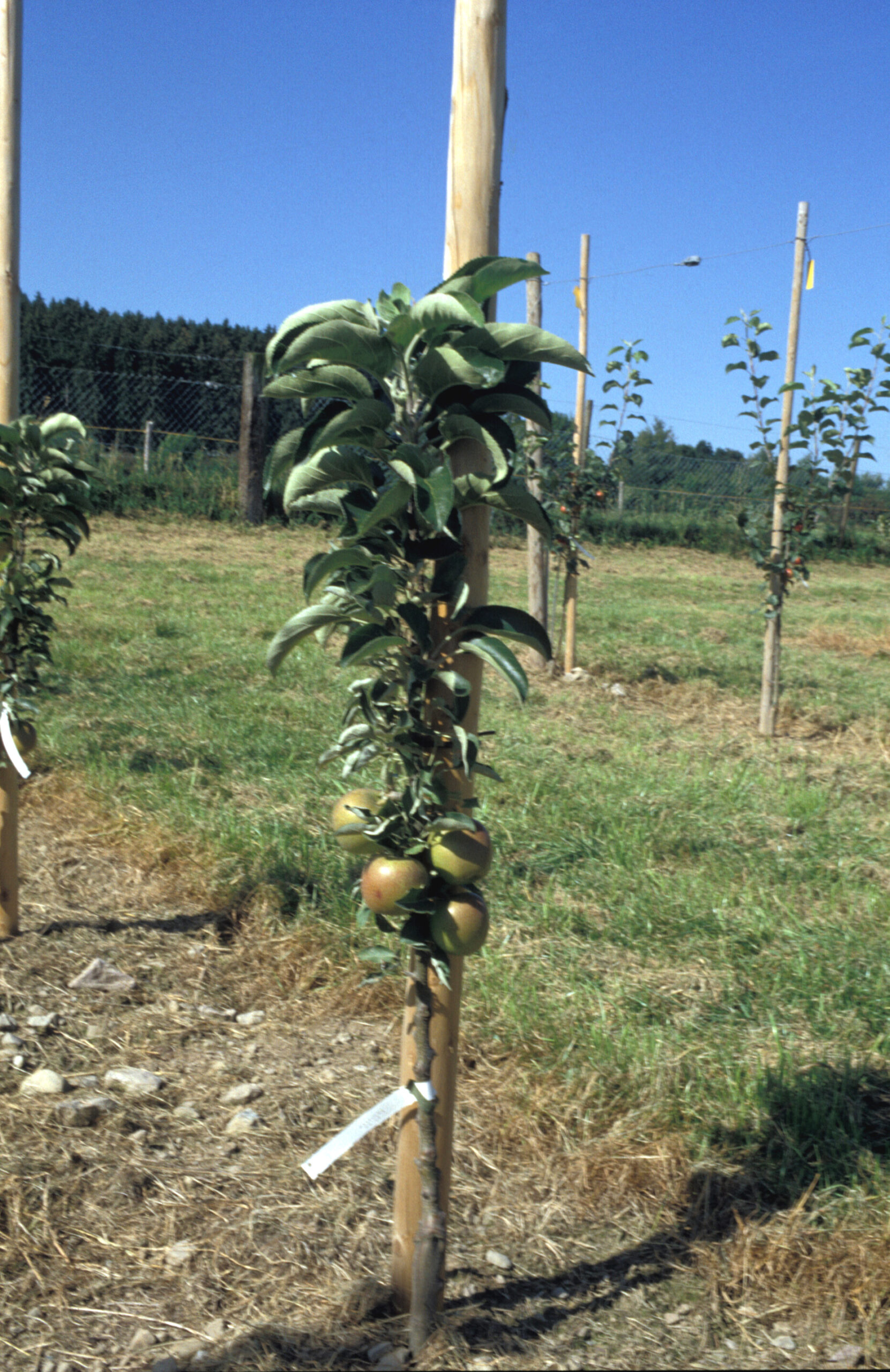 Nagy előnyük, hogy korán termőre fordulnak és sok virágot hoznak