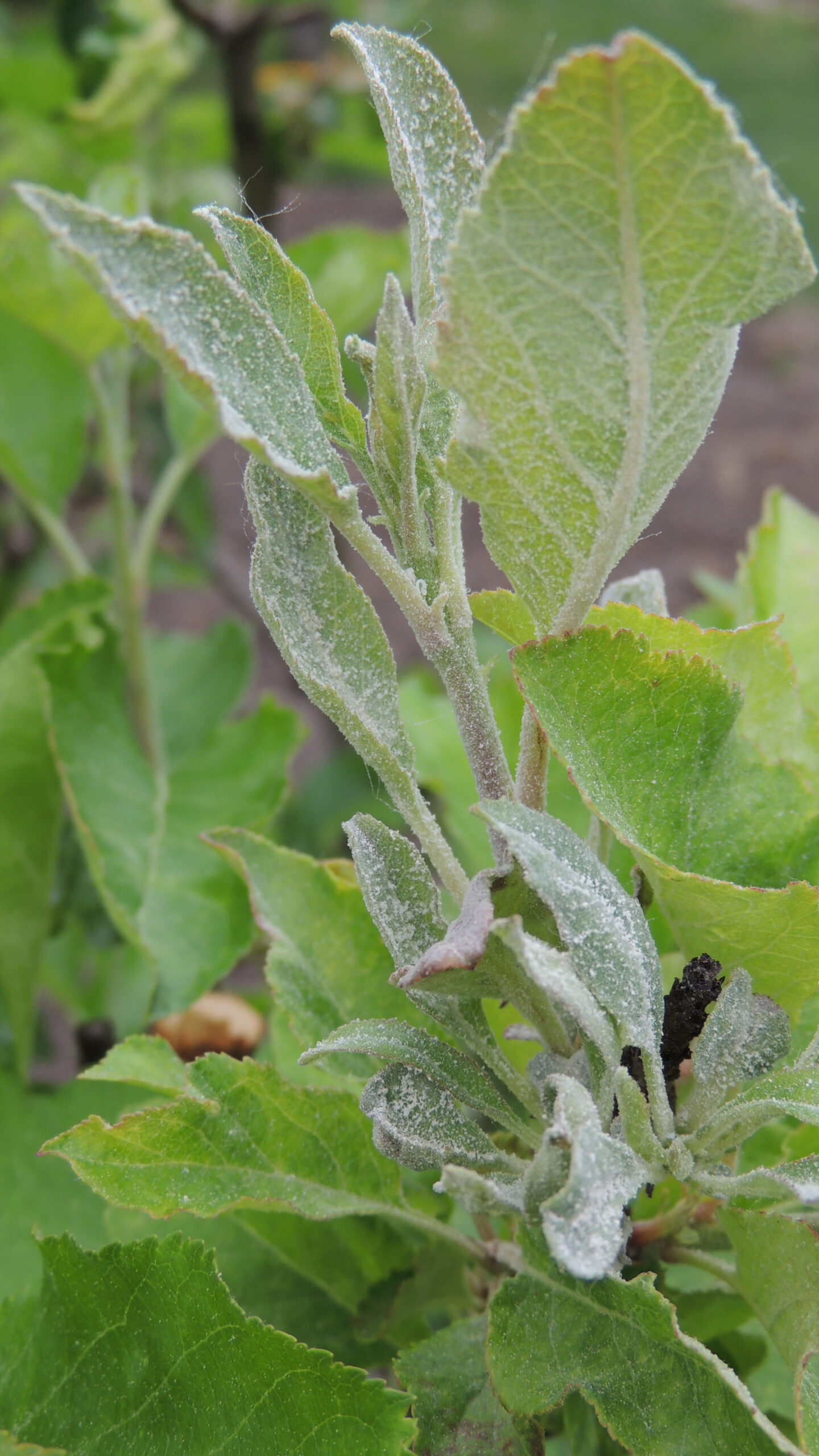 A lisztharmat tünete jól felismerhető a fiatal hajtáson