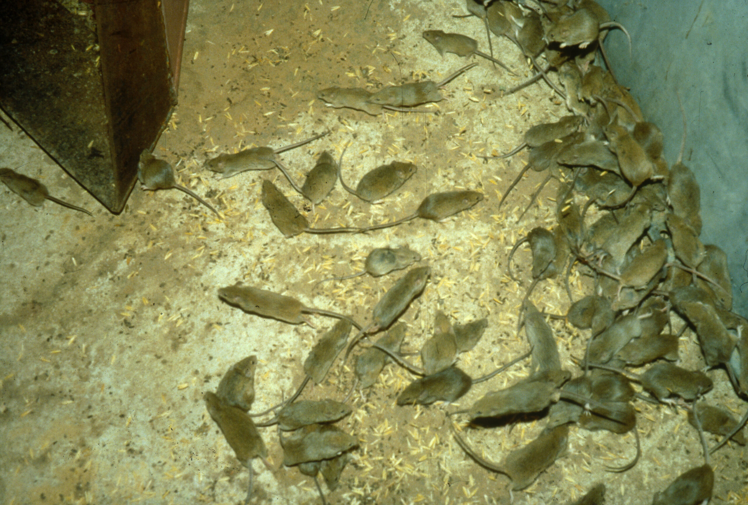 egérinvázió gradáció egér rágcsáló ausztrália