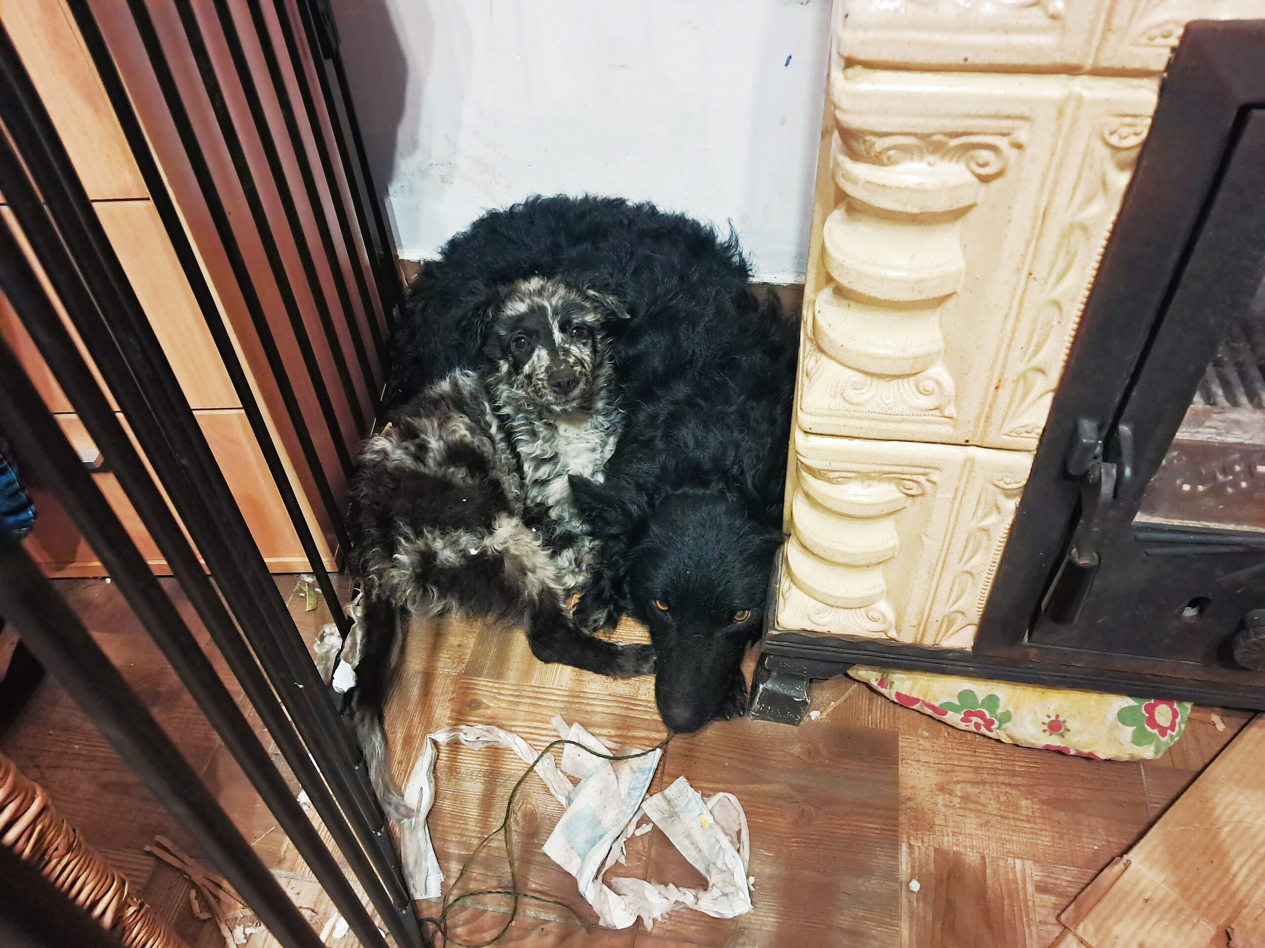 Zala és Terka első másfél éve