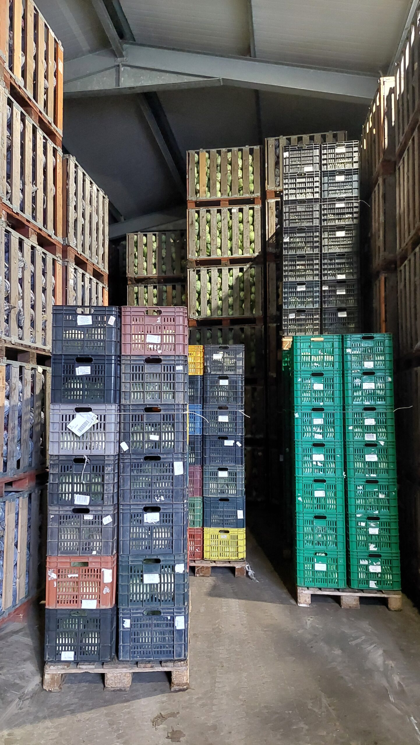 Jelenleg több káposzta van a tárolókban,mint januárban szokott