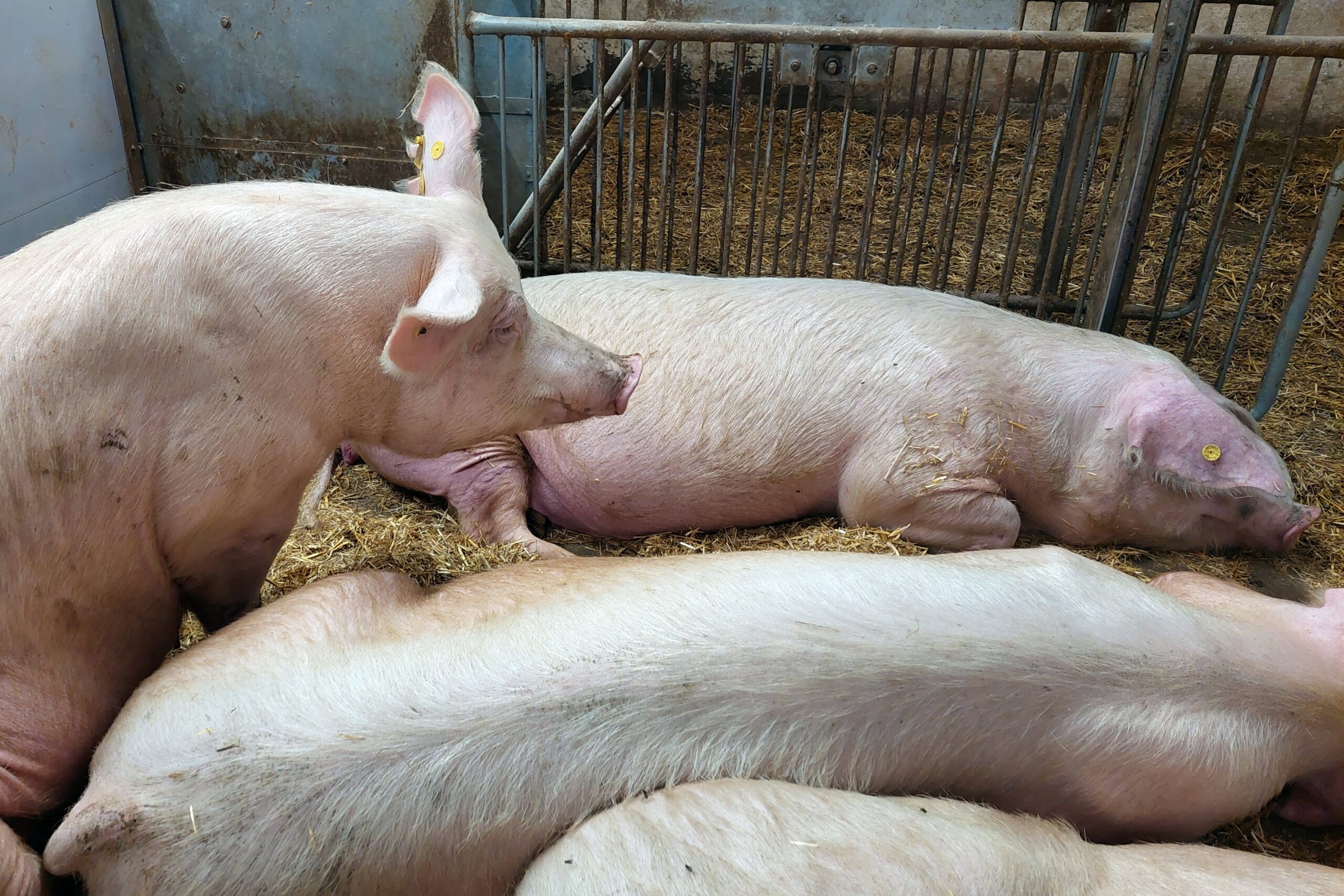 A napokban folyósították a tenyészkoca támogatásokat