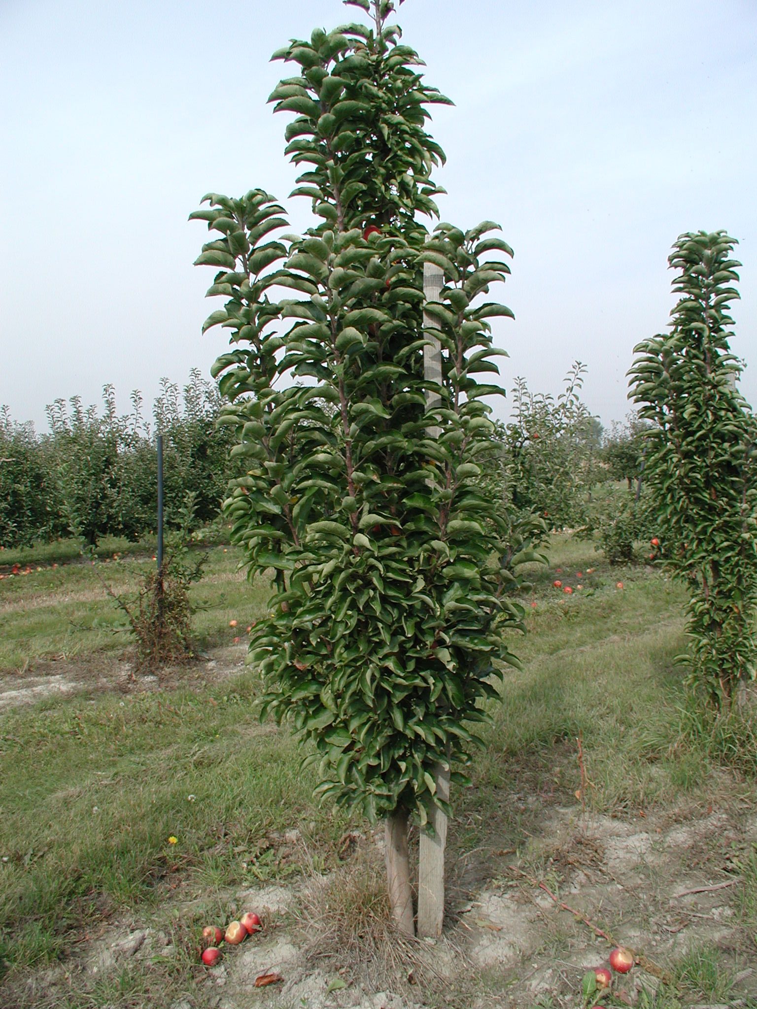 Kevés oldaláguk fölfelé tör