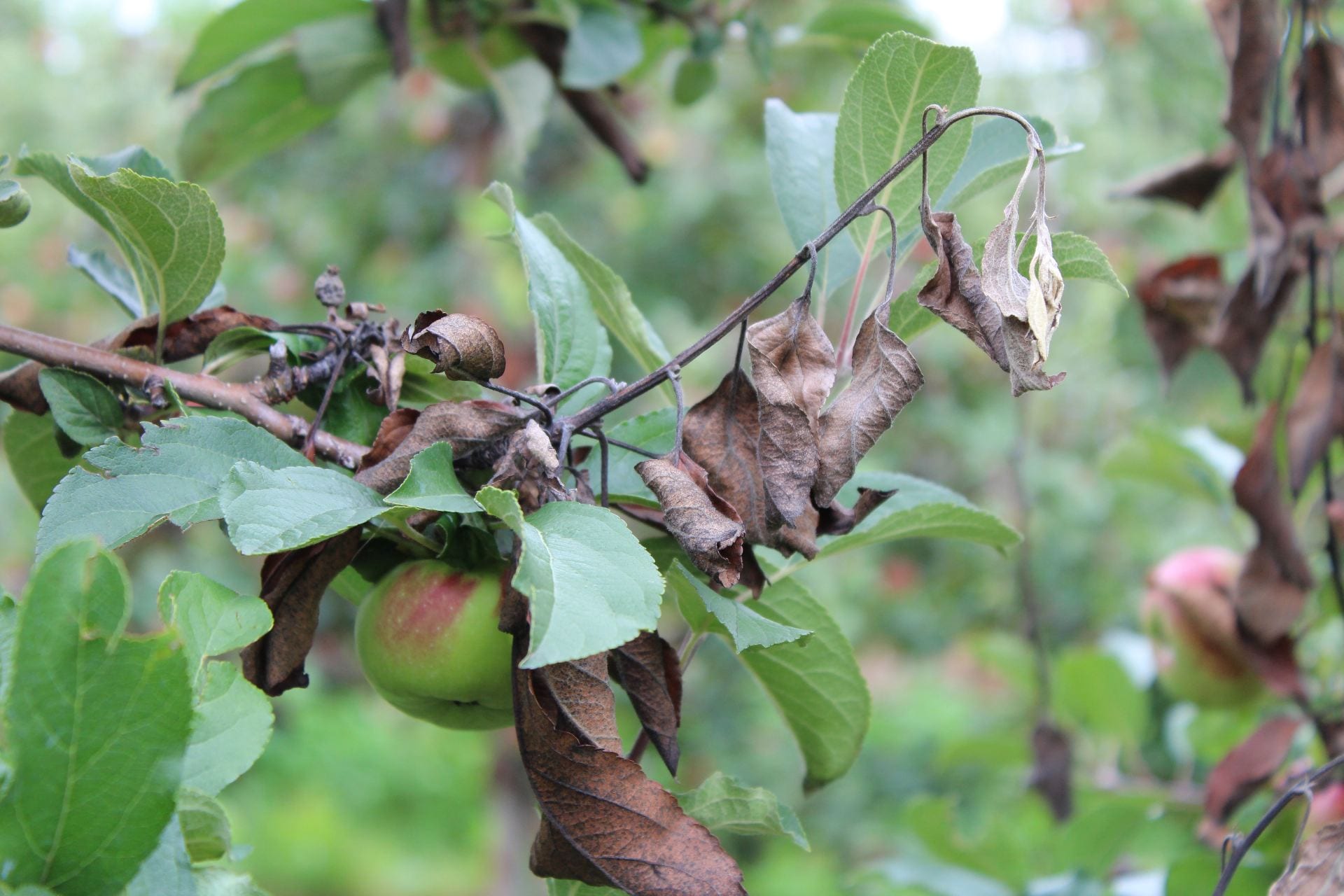 Tűzelhalás tünete almahajtáson