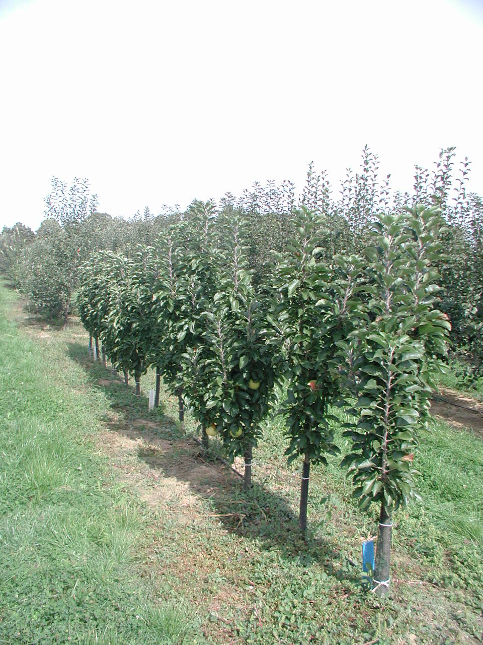 Kis helyet foglalnak és nemszükséges hozzájuk támrendszer