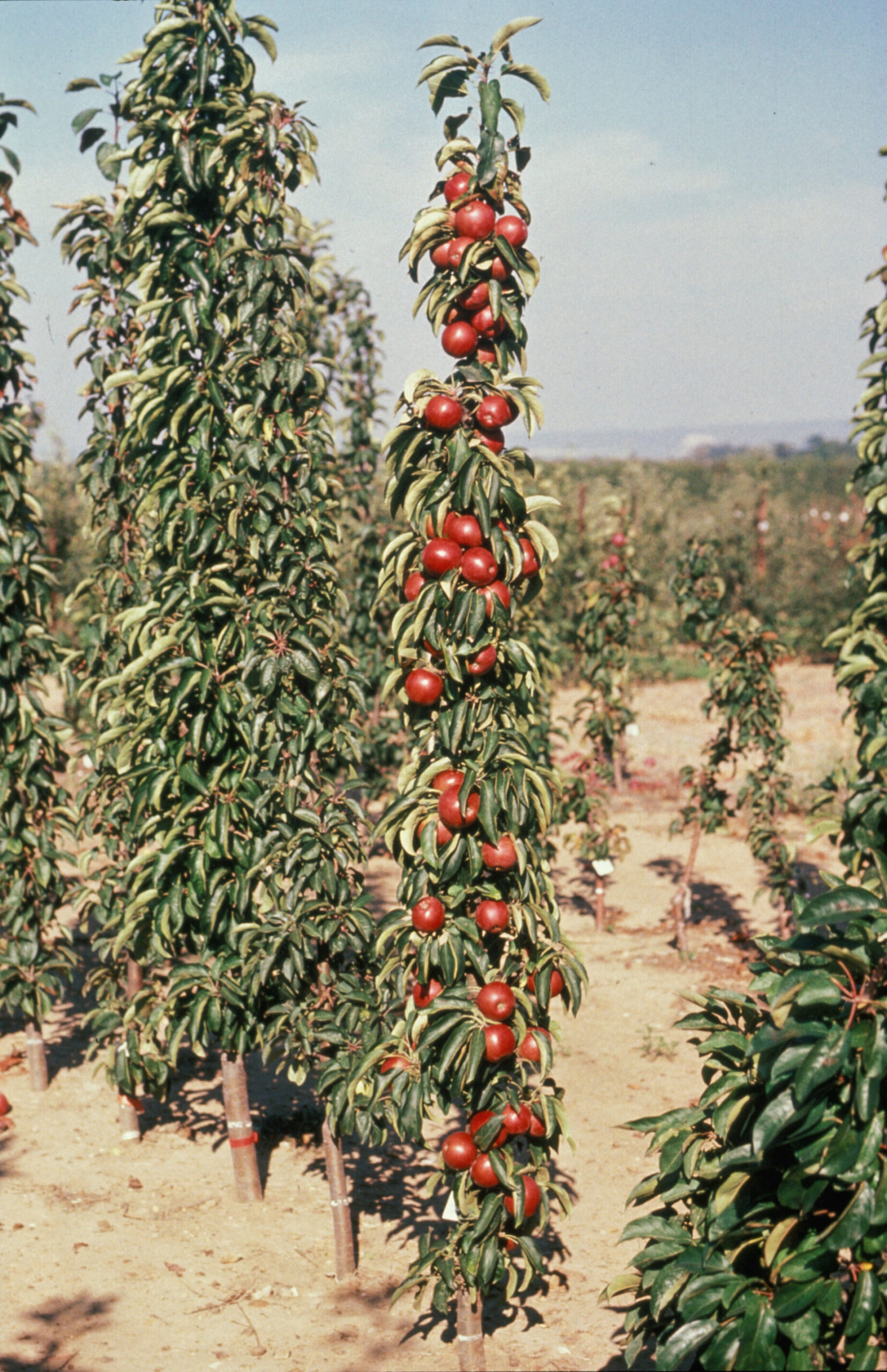 Hajlamosak a termésingadozásra