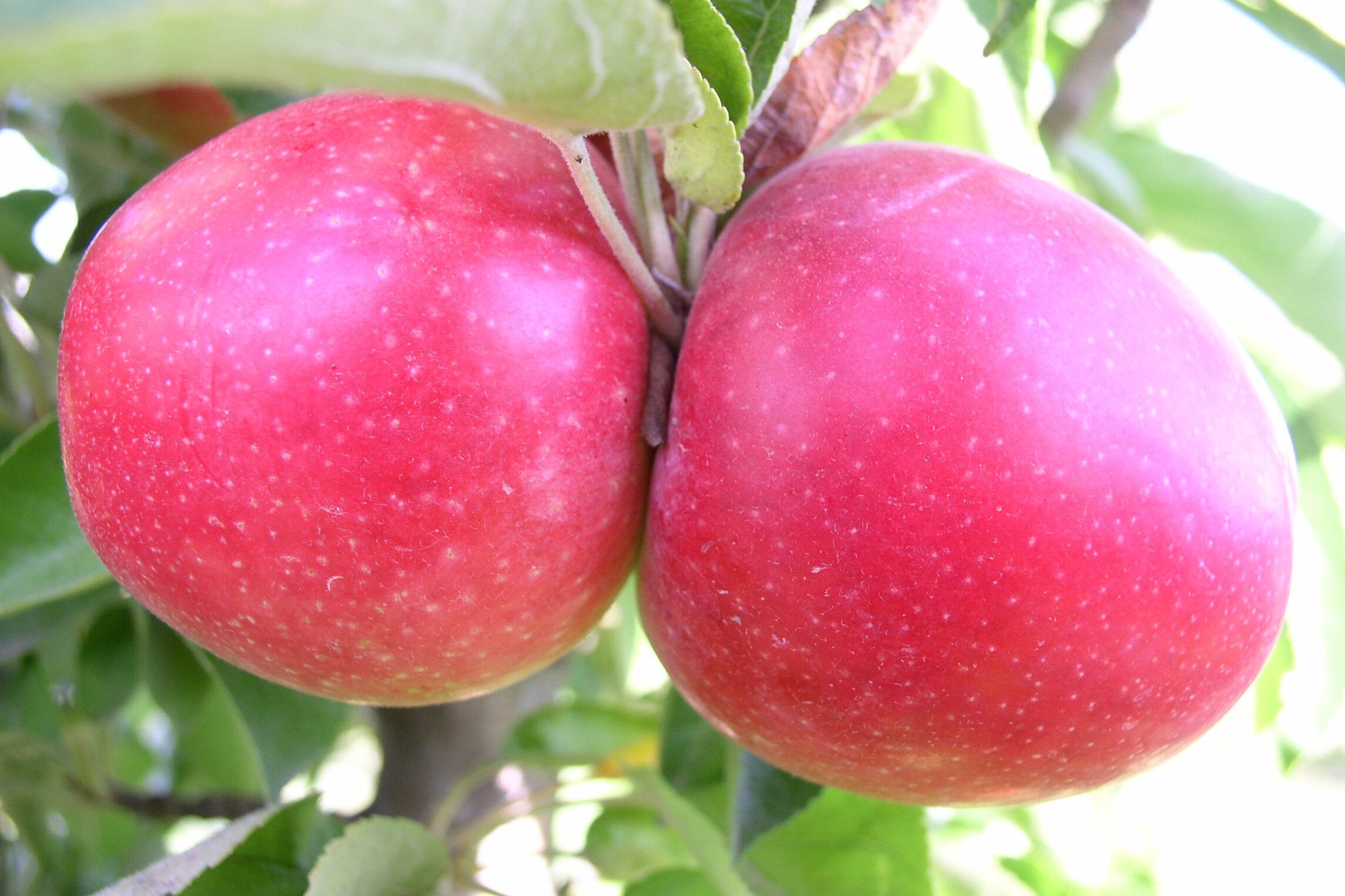 Étkezési fajta a Telamon