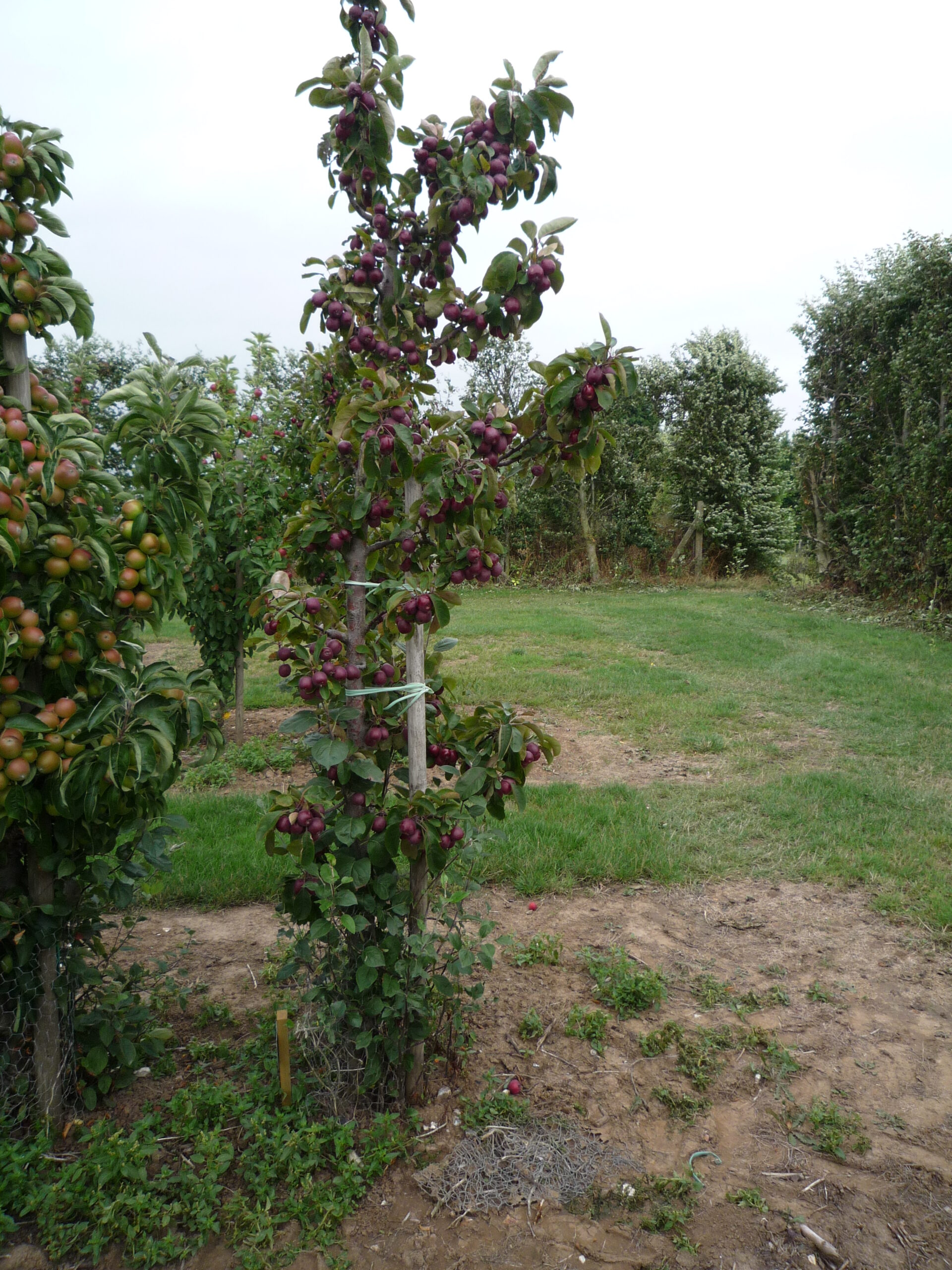 Díszfának szívesen ültetikaz oszlopos Maypole fajtát