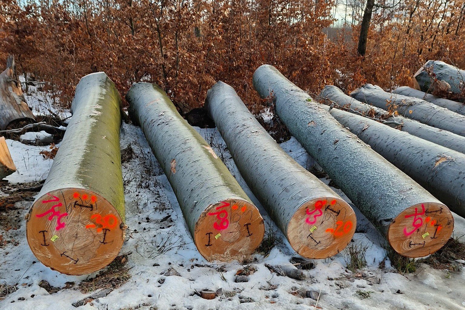 A repedéseknél beütött kapocs megakadályozza a faanyag további hasadását