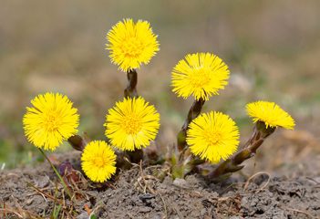 A tavasz első gyógynövényei