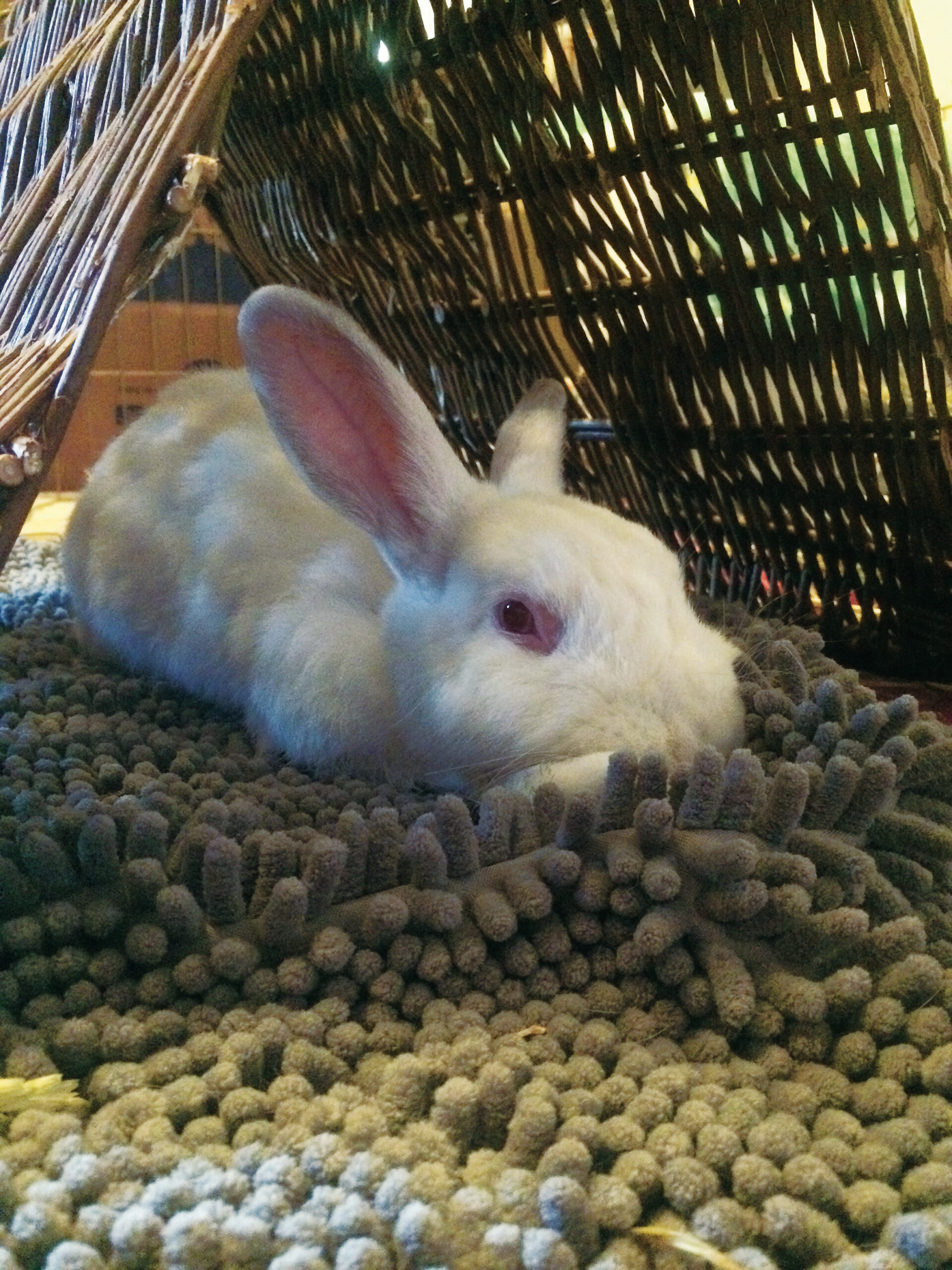 Abbey egyike a „tanult” nyulaknak, akiktől a theeducatedrabbit.com tudósít