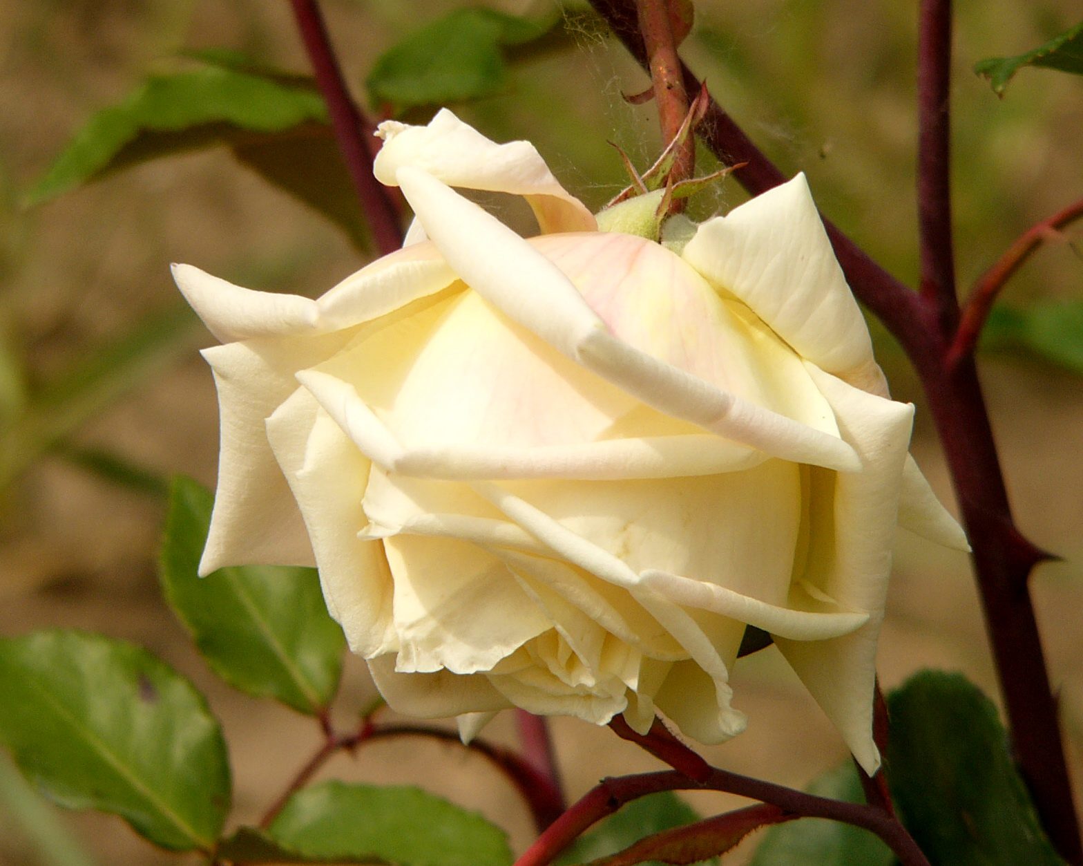 Az Alexander Hill Gray jó példa rá,hogy az érzékeny tearózsák manapság a nyári szárazságtól szenvednek