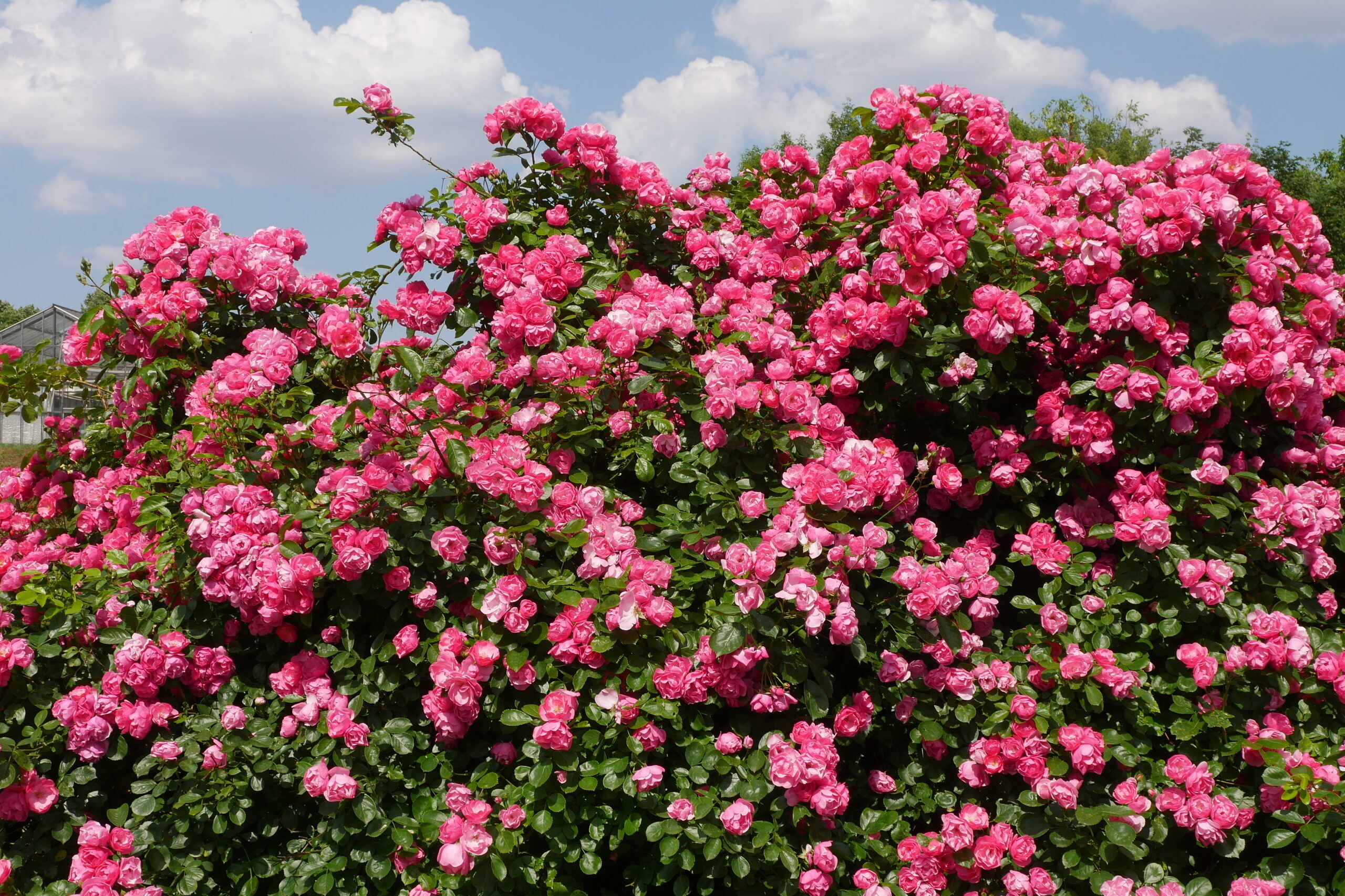 Klímaváltozás a Budatétényi Rózsakertben