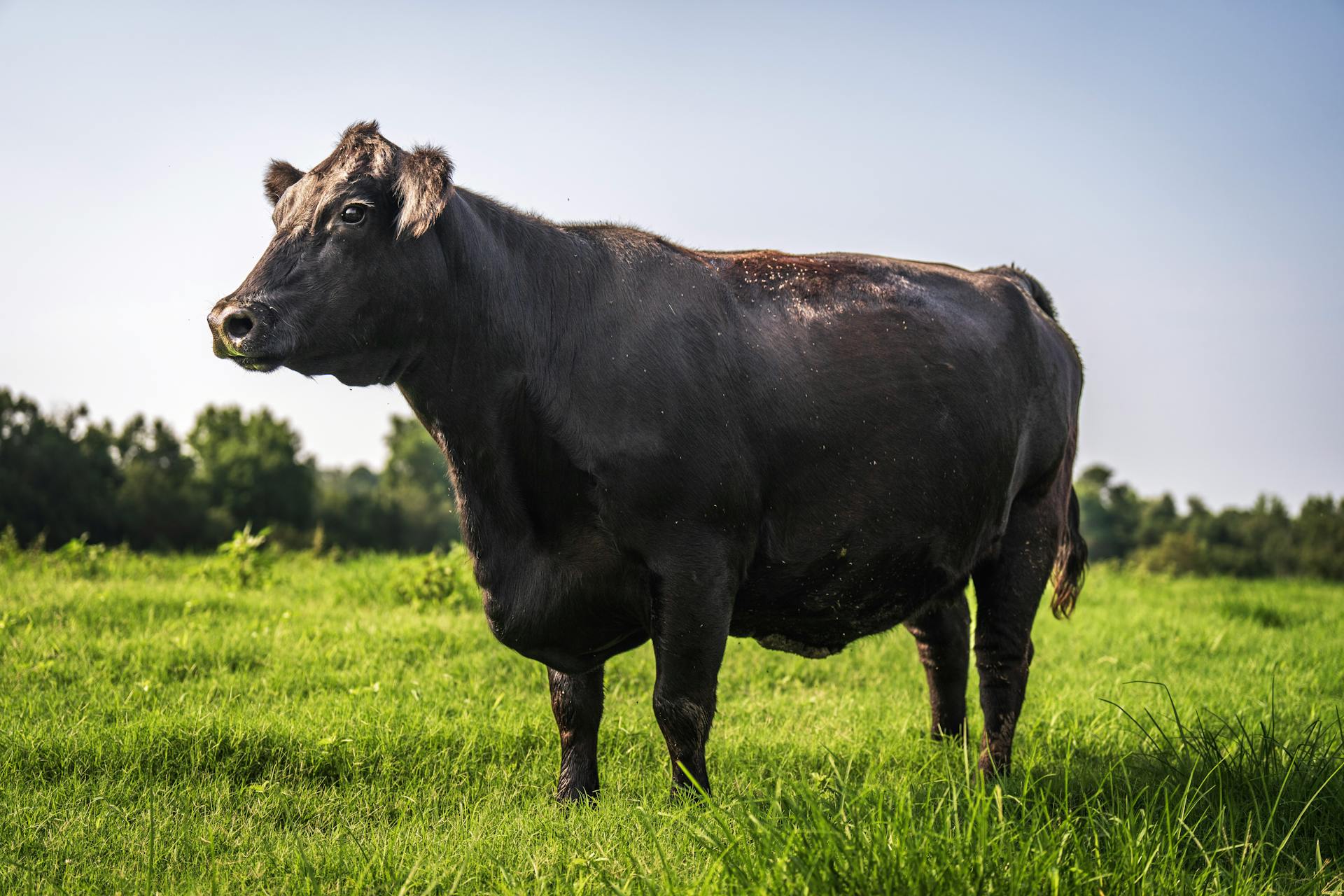 Románia az európai szarvasmarha-genetika ideiglenes központjává válik