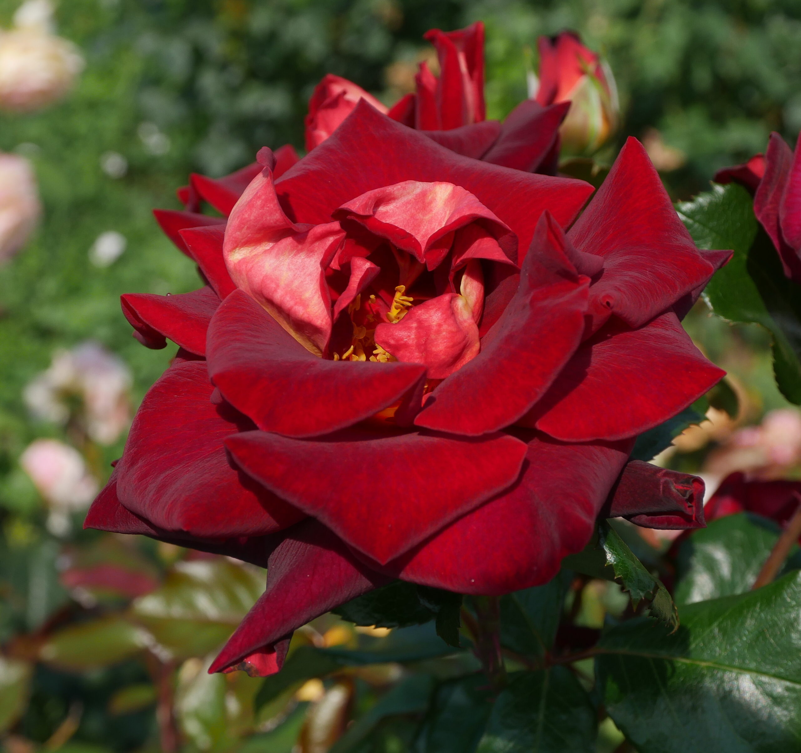 A Budatétényi Rózsakert legmodernebbteahibridjei közé tartozik a Black Gold