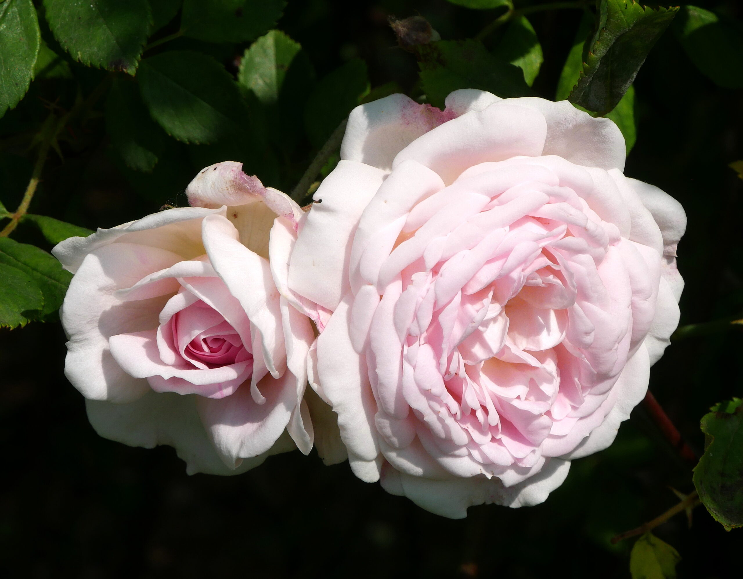 Gond nélkül megél nálunk a Champney’sPink Cluster Noisette kúszórózsa