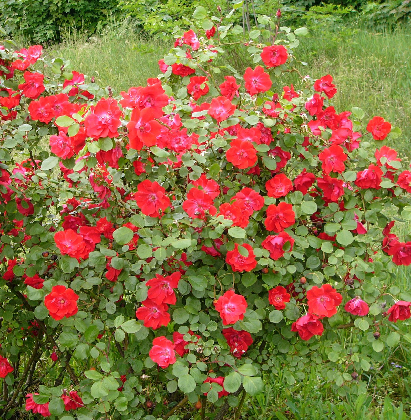 A nagyon korán virágzó fajtákat, minta Clg. Gertrud Westphal, a téli meleg veszélyezteti, mert túl korán indulnak fejlődésnek