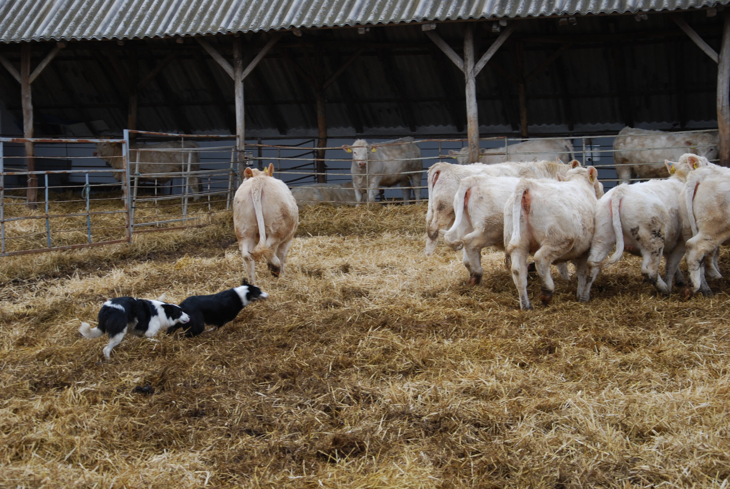 A kutyák egy pillanat alatt munkába foghatók, és boldogan terelik a hatalmas szarvasmarhákatis
