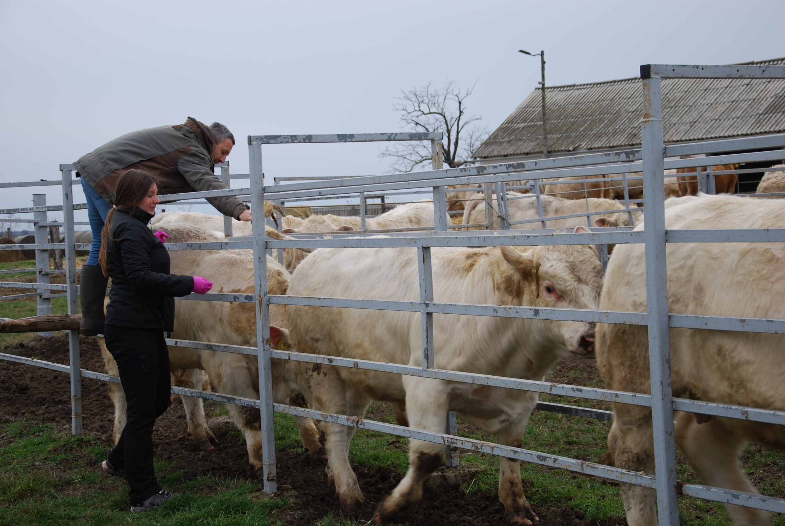 kunszentmiklós húsmarha charolais