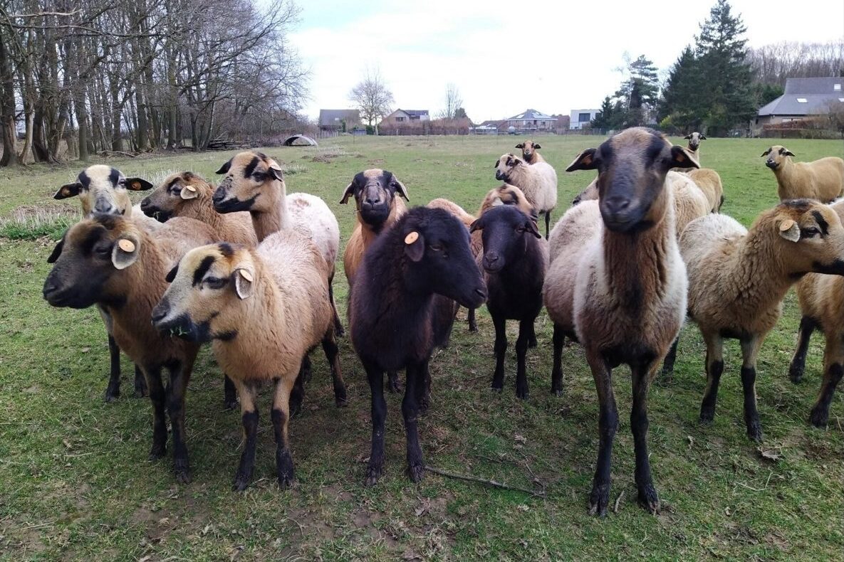 A túlélés, a haszon és a presztízs juhai: a Djallonké, a Touabire és a Ladoum