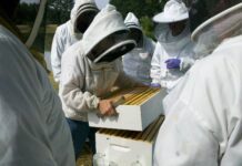 méhészet méh ellenőrzés kaptár