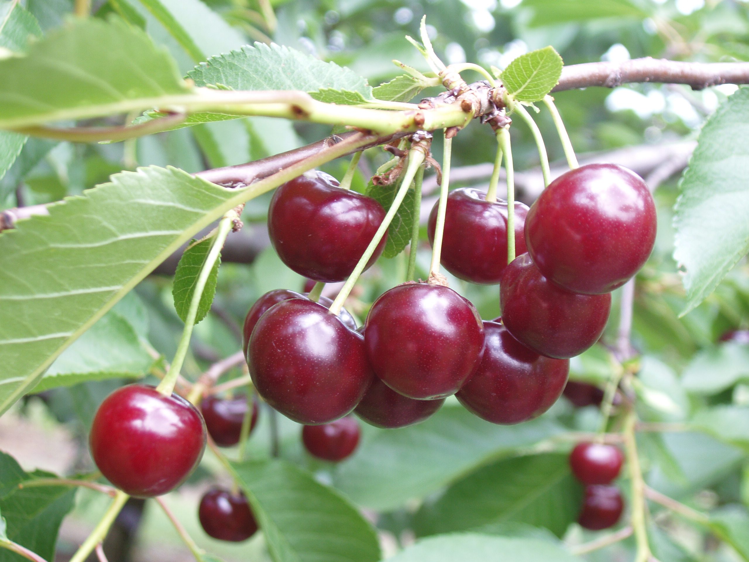 Az Érdi jubileum toleráns a moníliás virágéshajtáshervadásra
