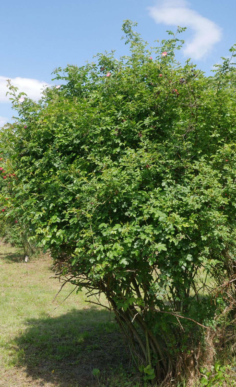 Az erős növekedésű rózsaalanyok semoldanak meg minden problémát