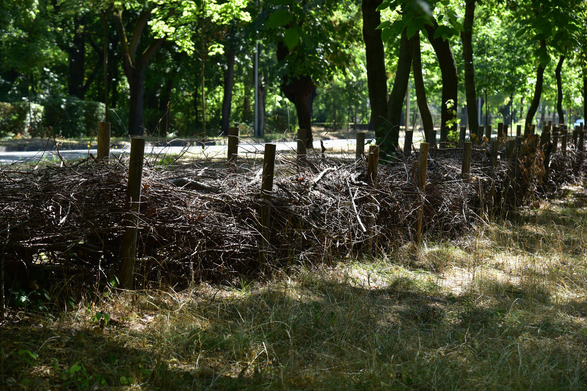 Cserjemetszésből, gallyazásokból származó zöldhulladékból épített holtfasövény, egyben természetes rovarhotel Budapest 10. kerületében, a Vajda Péter utcában. Lebomlásával a tápanyag visszajut a talajba
