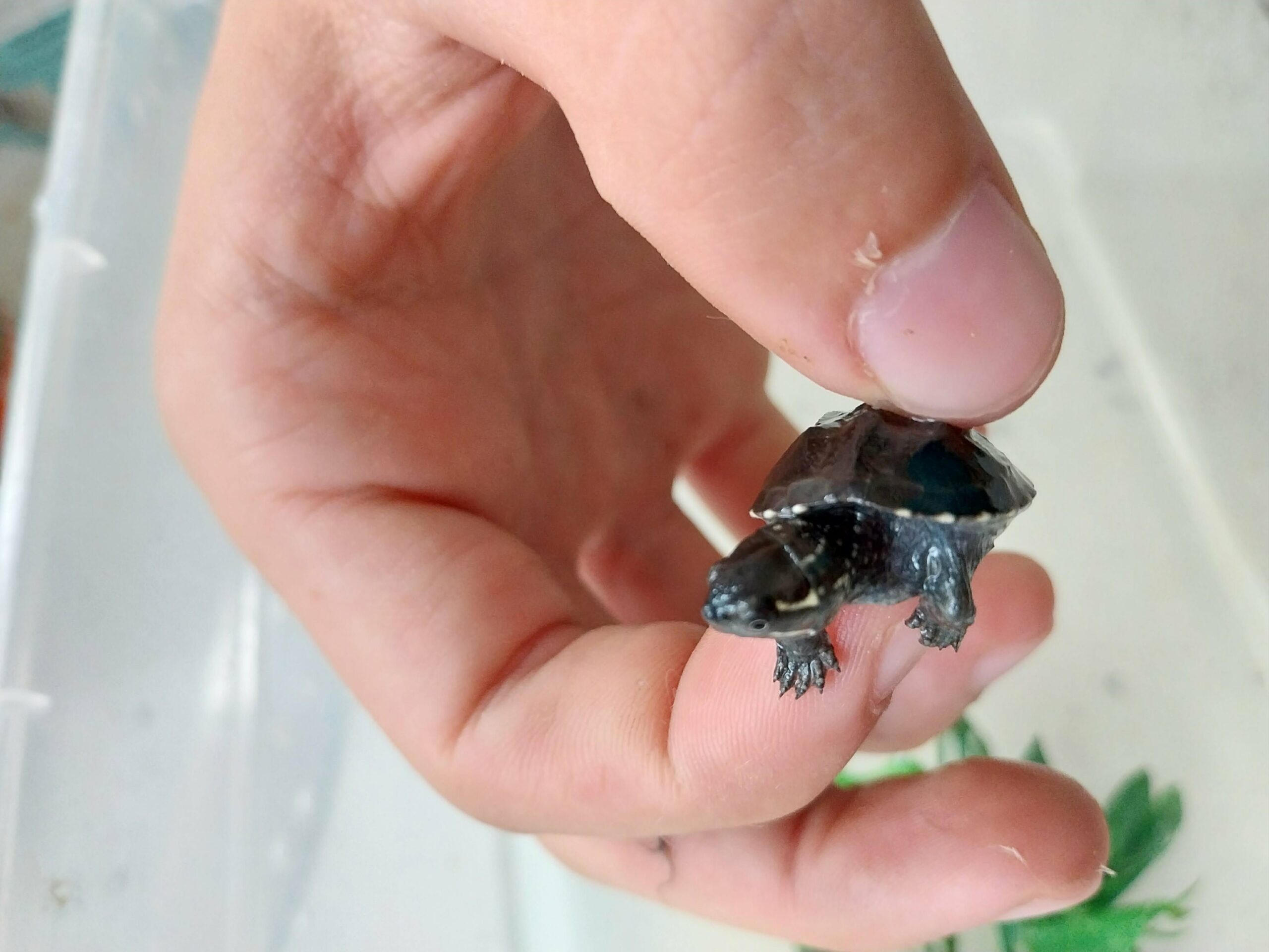 Frissen kikelt pézsmateknős