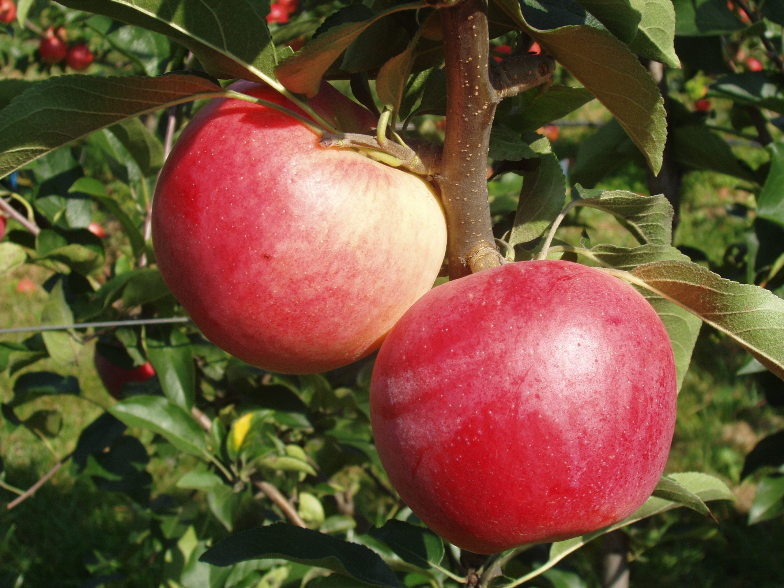 Szeptember elején érő, hazai nemesítésű,rezisztens almafajta a Hesztia